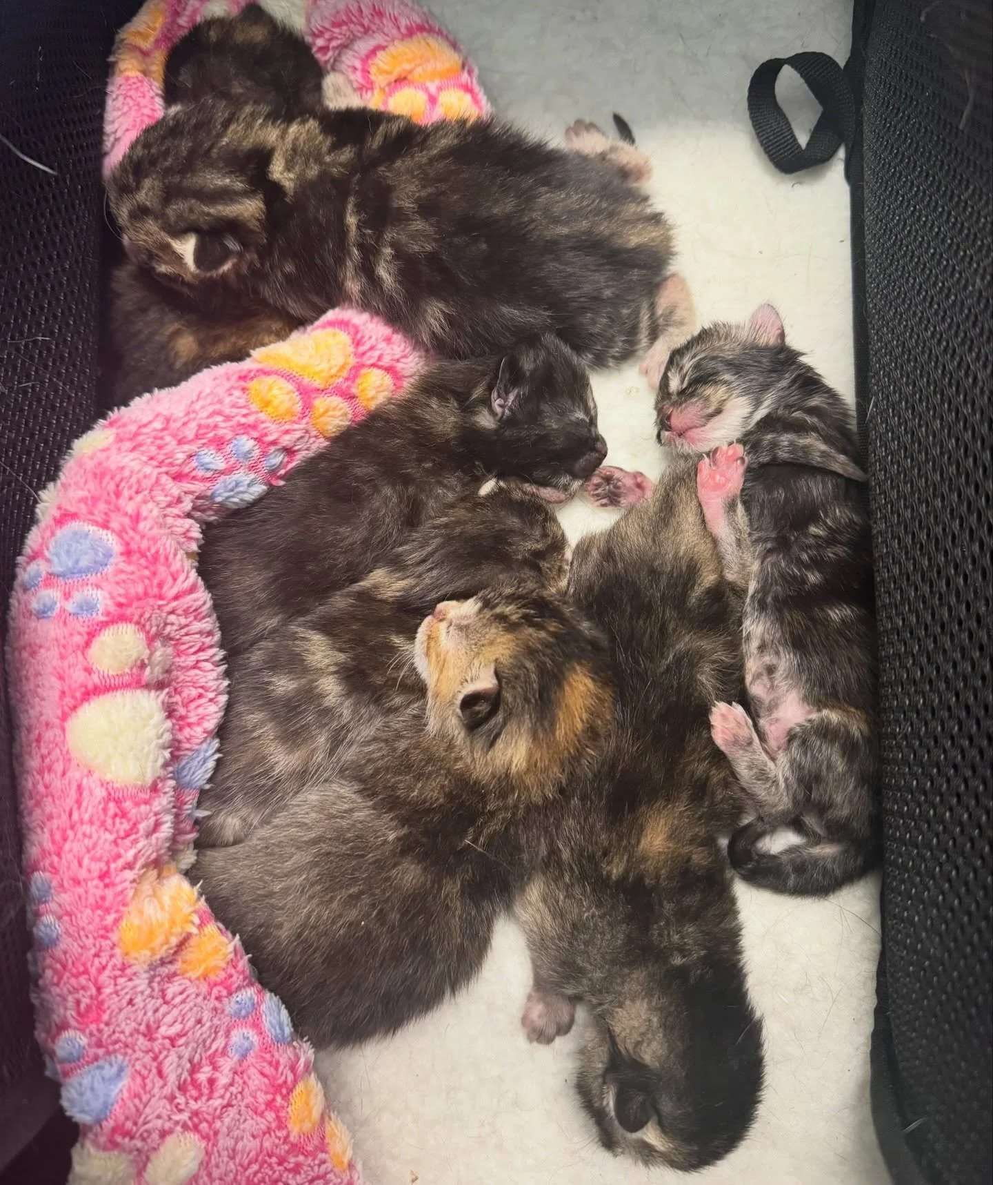 Melly showing off her precious baby kittens 🐈&zwj;⬛😻❤️ #kittensofinstagram #catsofinstagram #fernhillveterinarycare