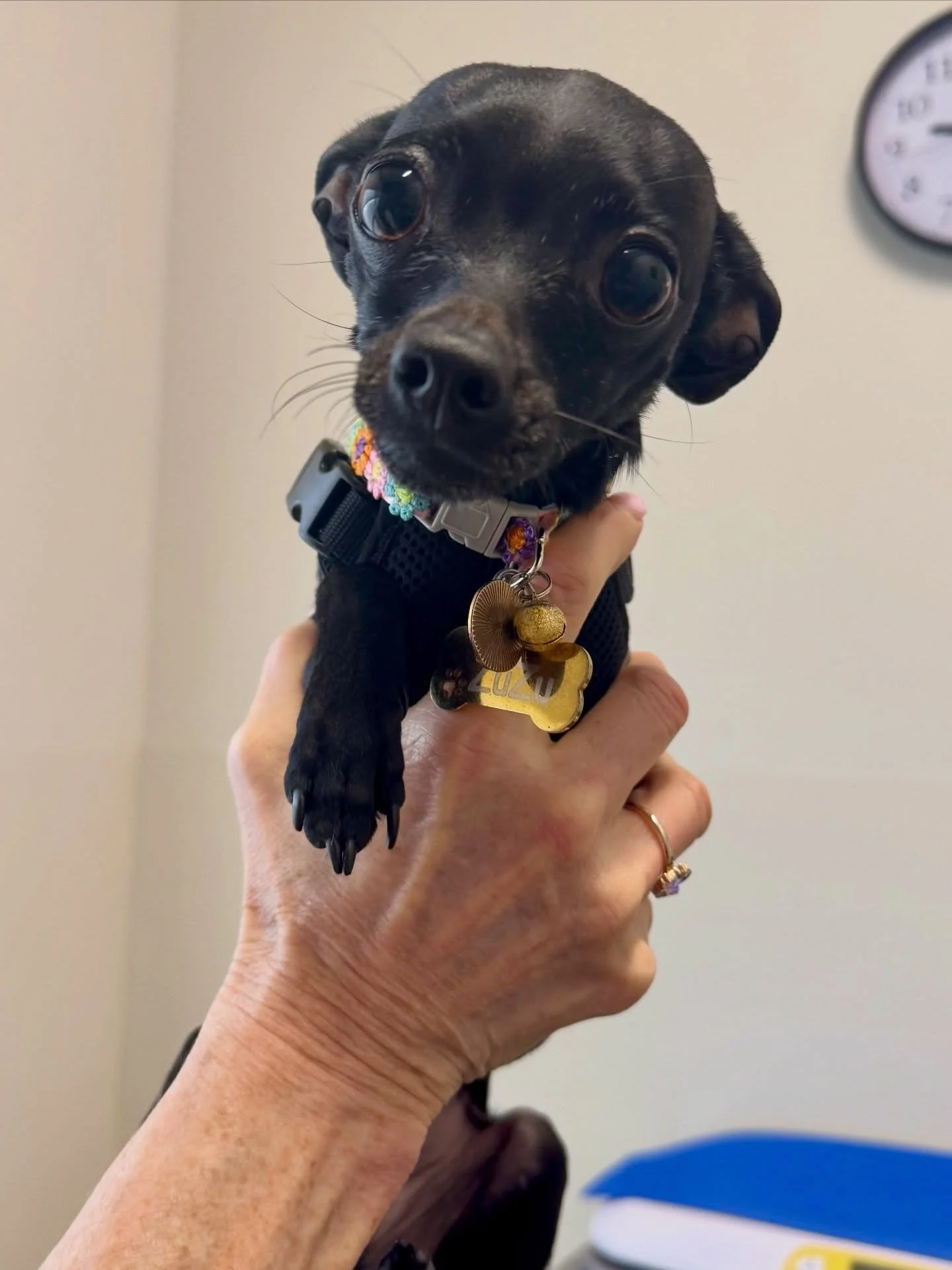It was so nice meeting little ZuZu! She is a whole 5 pounds! 😍 #chihuahua #chihuahuasofinstagram #fernhillveterinarycare
