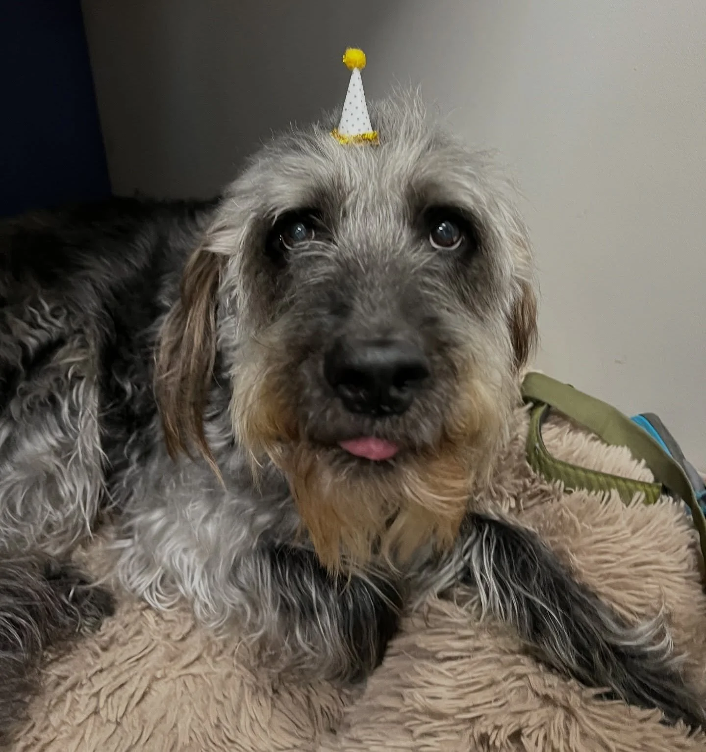 Everyone wish Paco happy birthday! He turns 12 years old today! 🎉🥳 Paco is a very important member of our team~ with Dr. Downes being his mom, he spends his days in the clinic supervising from his fluffy pink bed under her desk. He gets paid with a