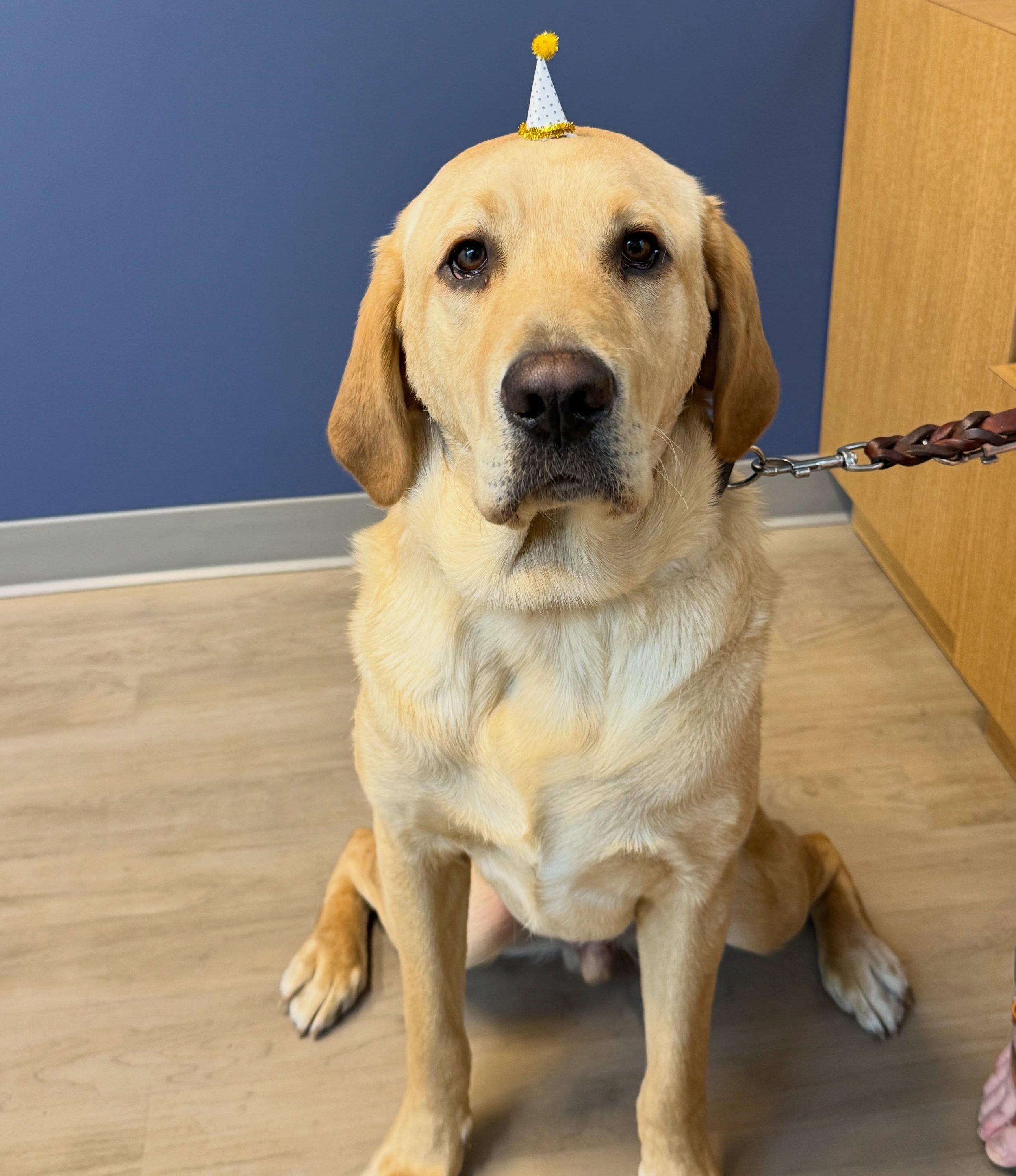Happy birthday Taurus! This handsome man is currently being trained through @gdb_official to hopefully one day become a service dog 🦮 #guidedogsfortheblind #servicedog #fernhillveterinarycare