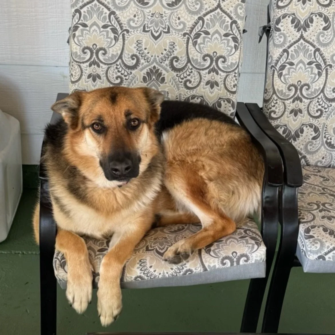 Beautiful Sky is looking for a home! Sadly both of her parents have passed away, and family is unable to keep her long term. She is a 4 year old German Shepherd adopted about 3 years ago from a rescue. She is playful, energetic, and happiest when run