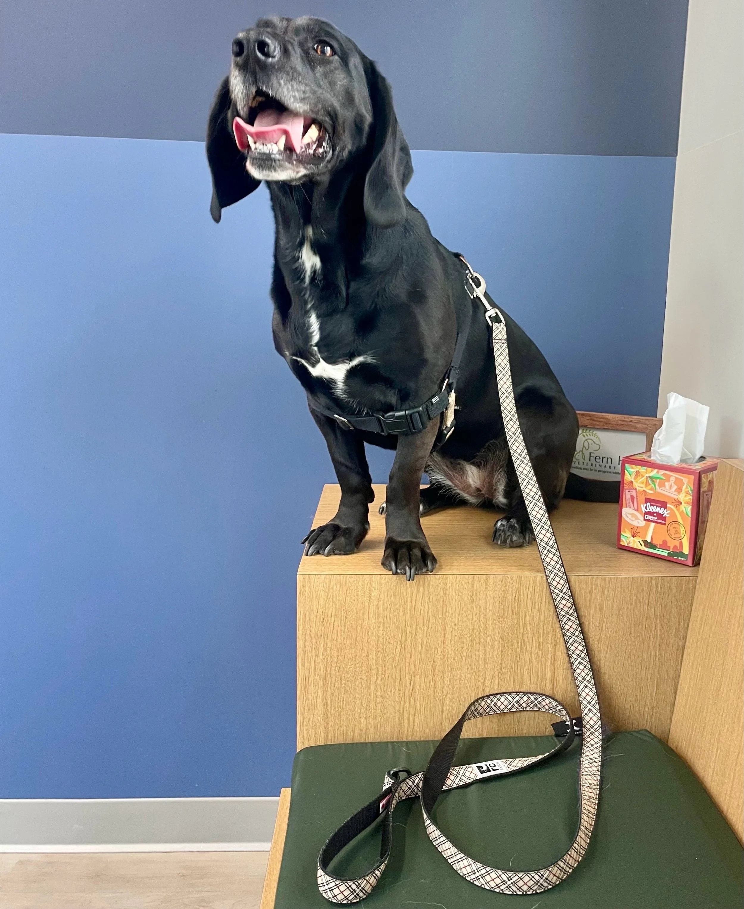 Merley had to make up for her sister Stella being so much taller than her, so she decided to sit on the table 😅 We love these silly girls! ❤️❤️ #dogsofinstagram #sisters #fernhillveterinarycare