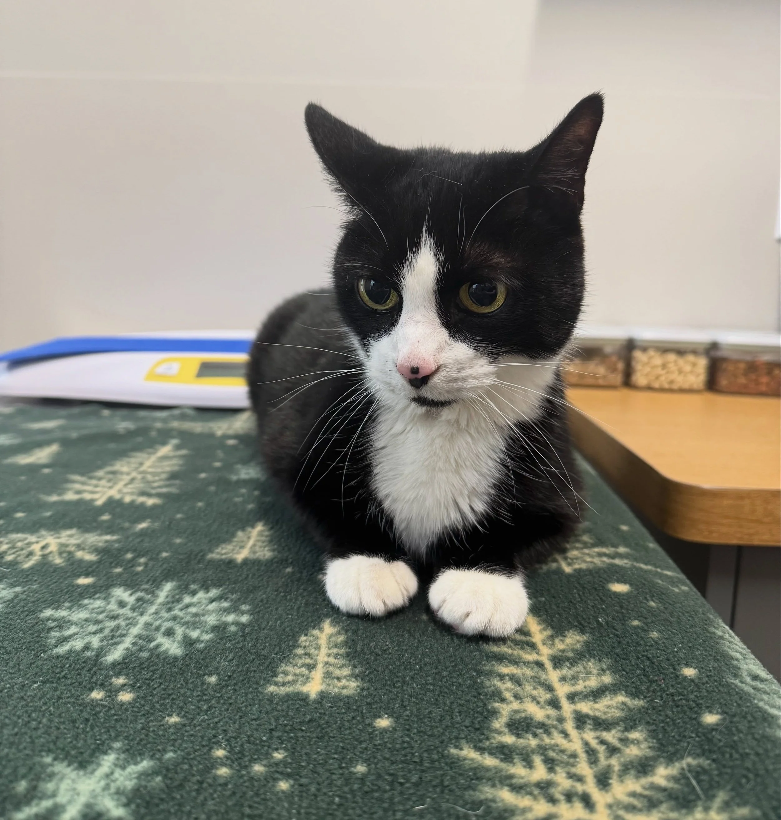 Toga, short for Togepi! Does anyone know where the name came from? #cat #fernhillveterinarycare