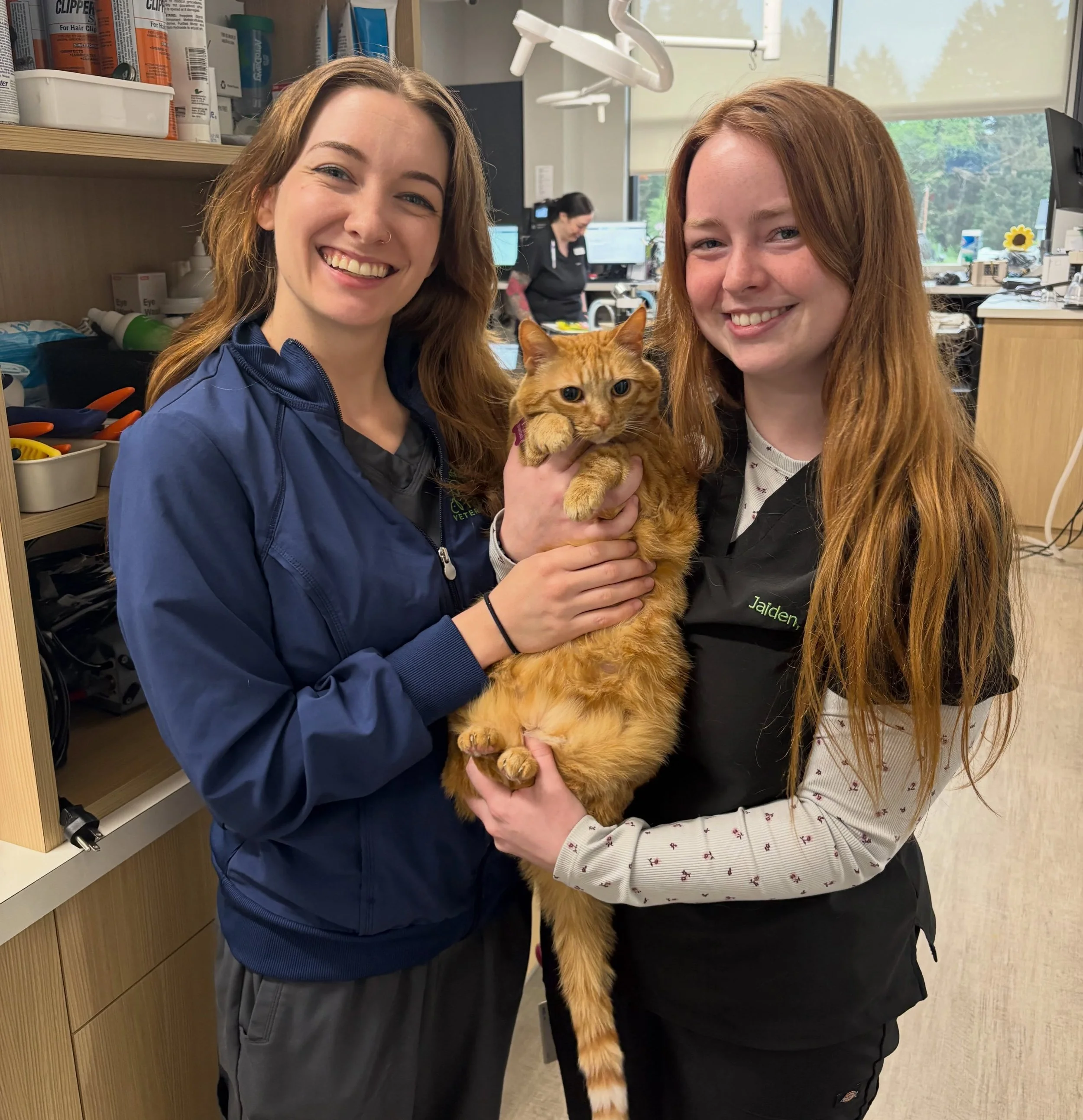 Triplets! Hanna, Jesse, and Jaiden 👩🏻&zwj;🦰🐱👩🏻&zwj;🦰 #redhair #triplets #fernhillveterinarycare