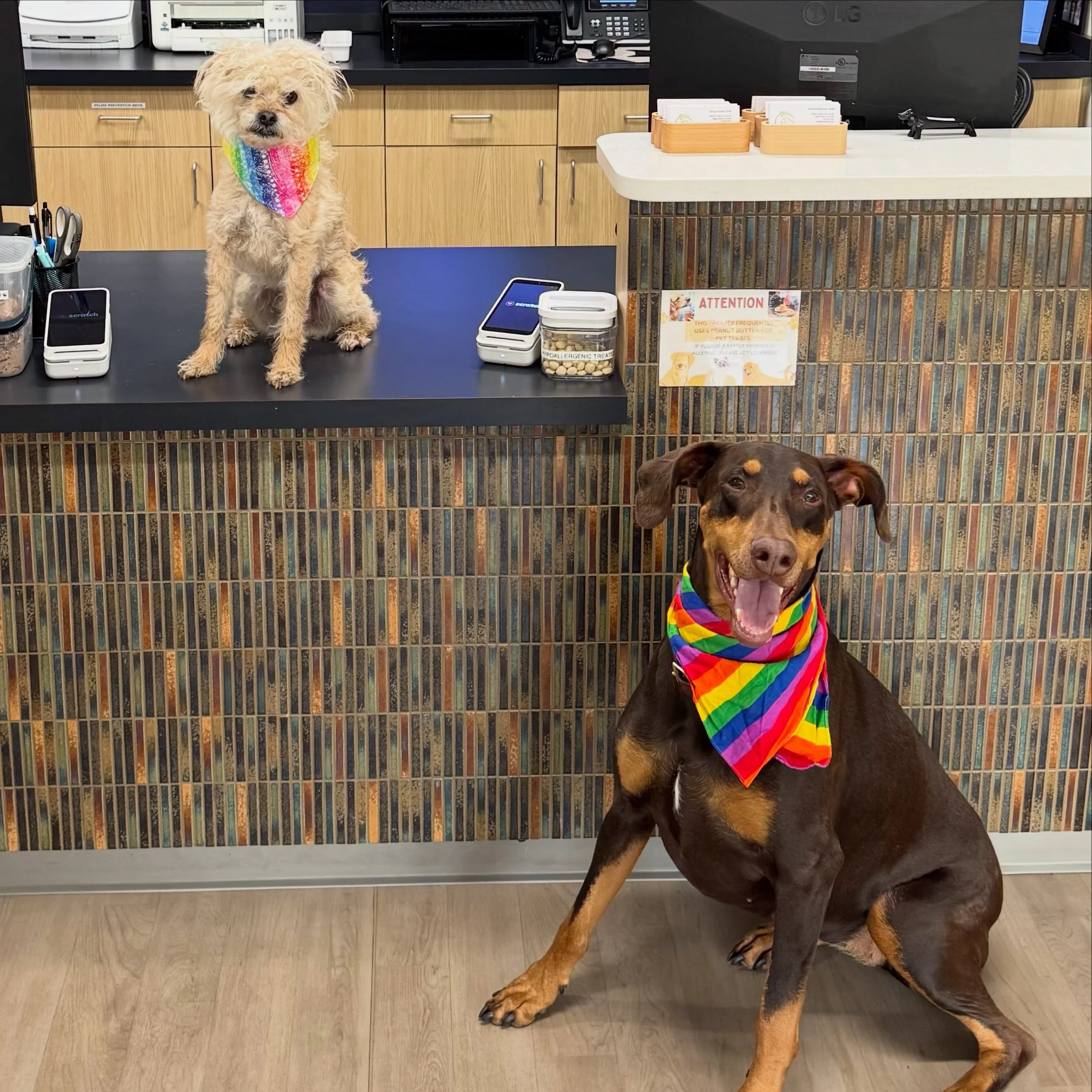 Happy Pride Month! 🌈🏳️&zwj;🌈🏳️&zwj;⚧️ #pridemonth #pridemonth2026 #lgbt