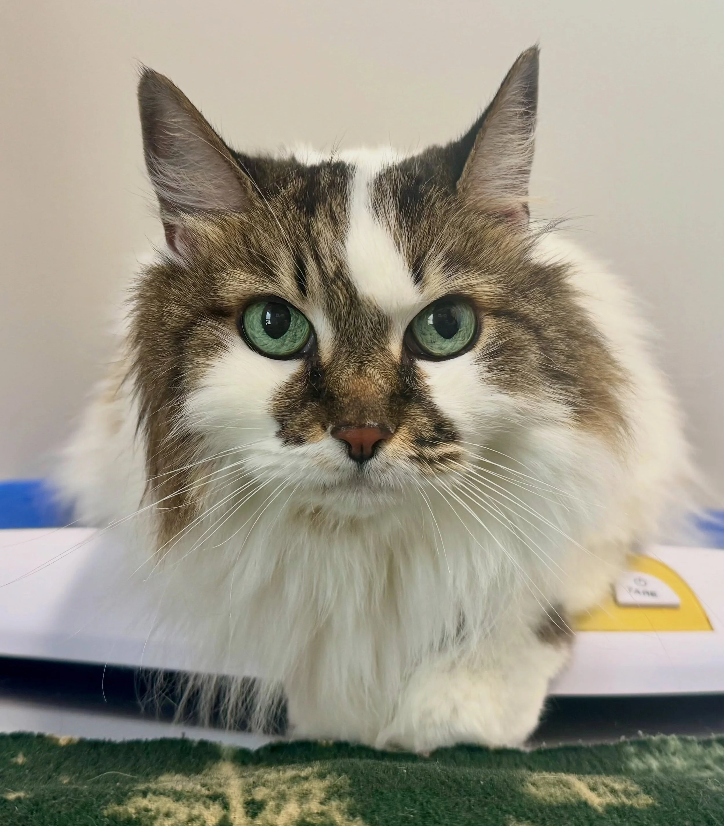 Catalogue always travels in style 😎👛 #cat #cats #fernhillveterinarycare
