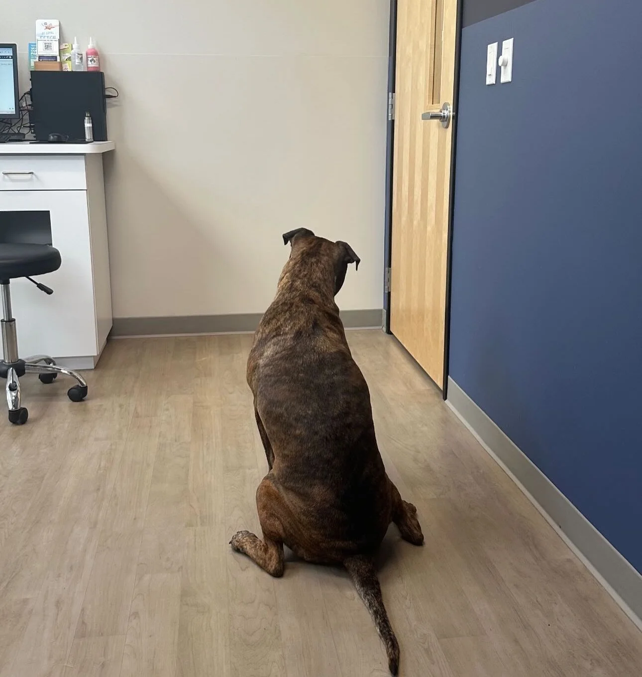 Happy boy Dre waiting for his friend Dr. Roberts to come back in ❤️ #dogsofinstagram #pitbull #fernhillveterinarycare