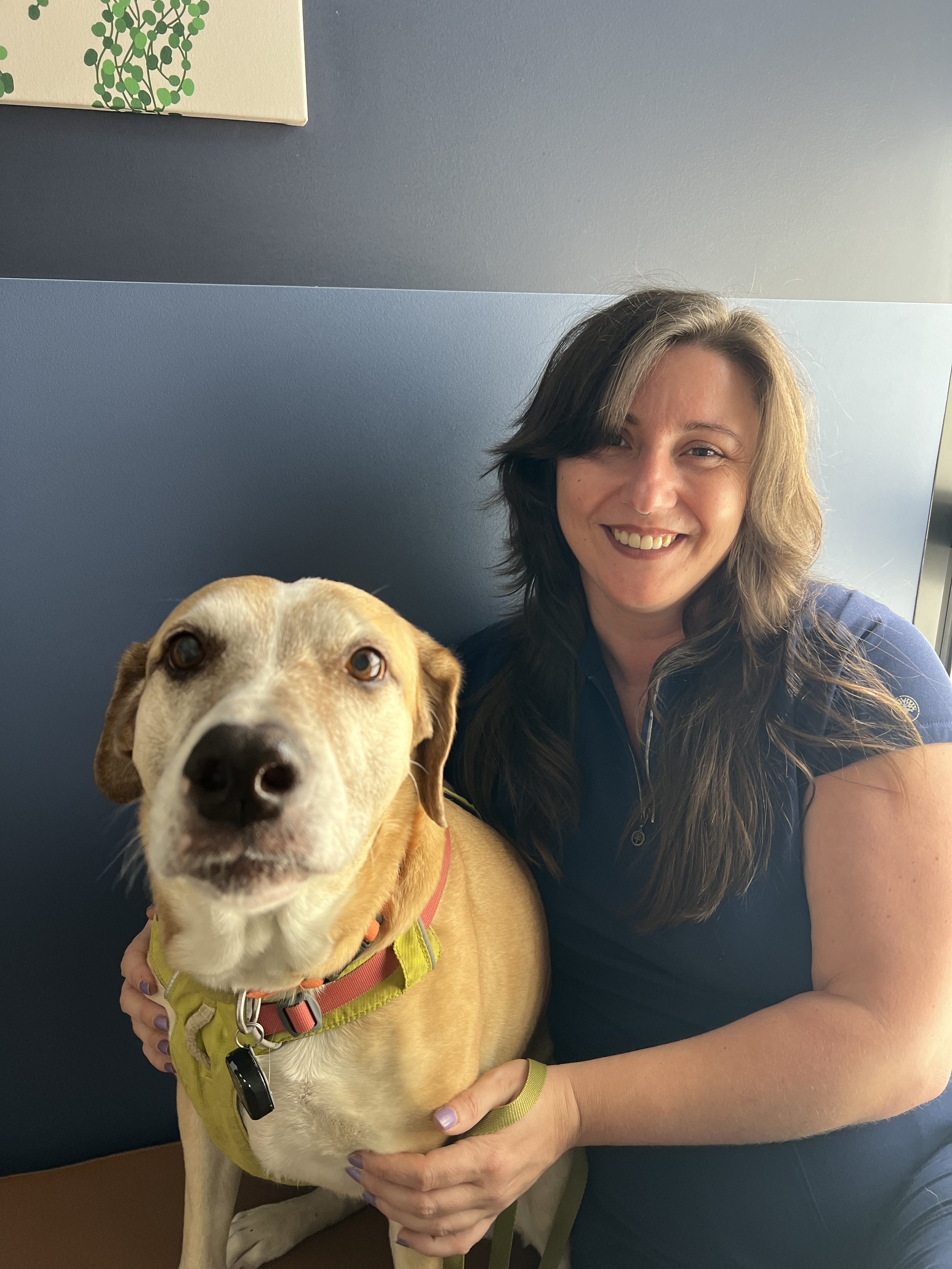 A woman smiling and holding a yellow and white dog, which is wearing a harness, against a blue wall background.
