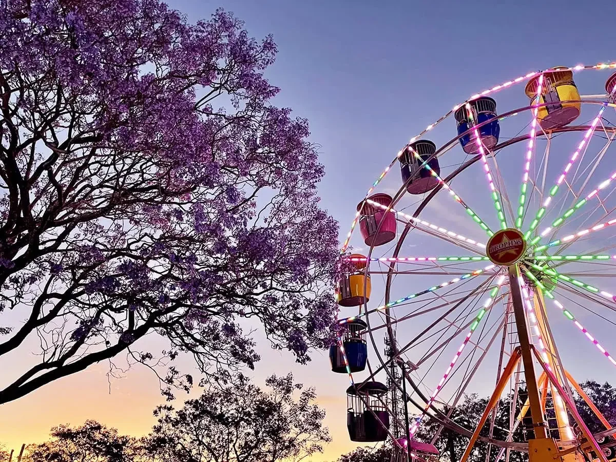 Grafton Jacaranda Festival 2025, Coffs Harbour & Port Macquarie Tour