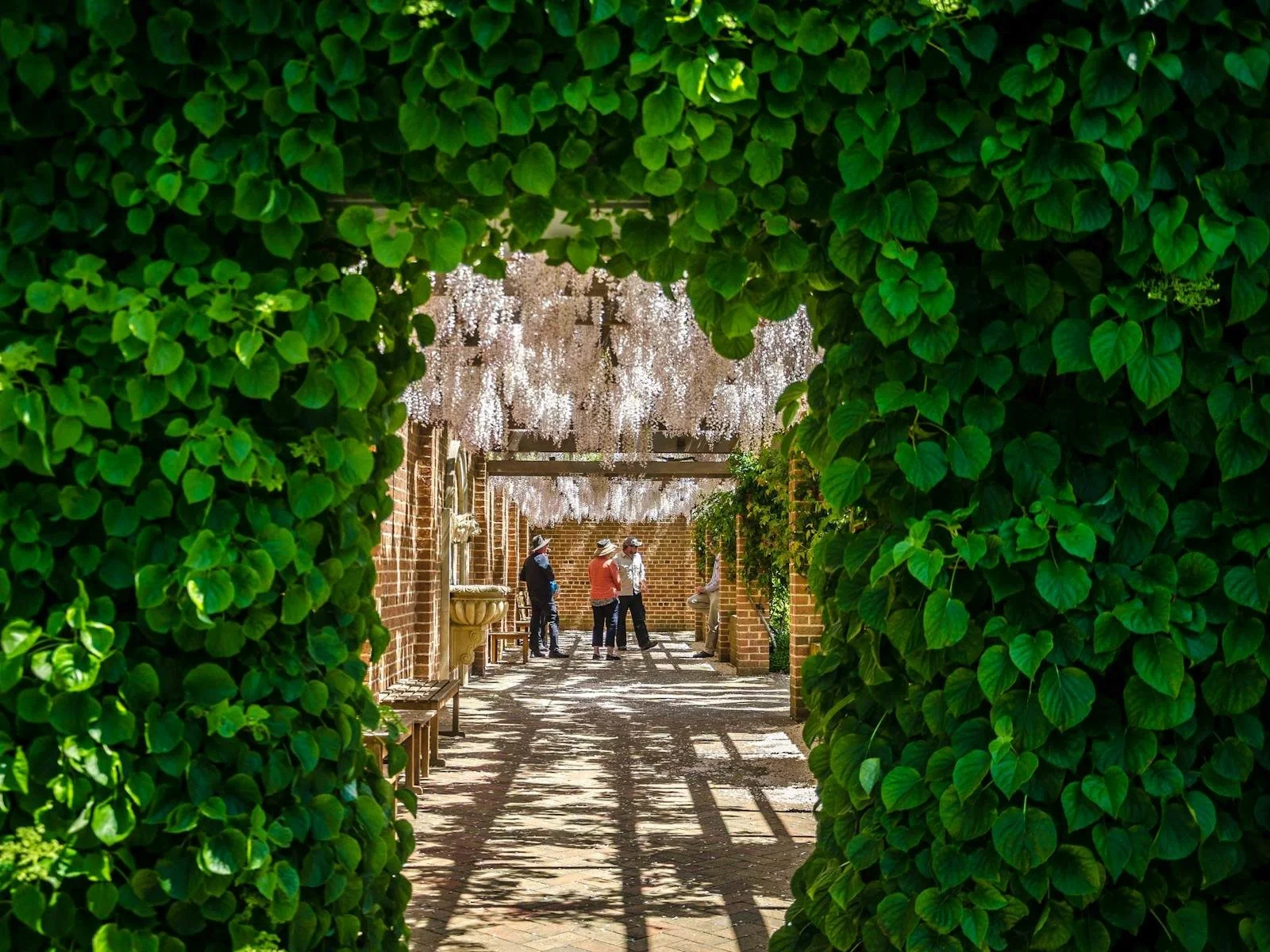 View through a leafy green archway into a courtyard with hanging white flowers and brick walls, where a group of people are standing and talking.
