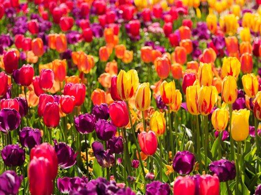 A sea of purple, red, yellow tulips with green stems