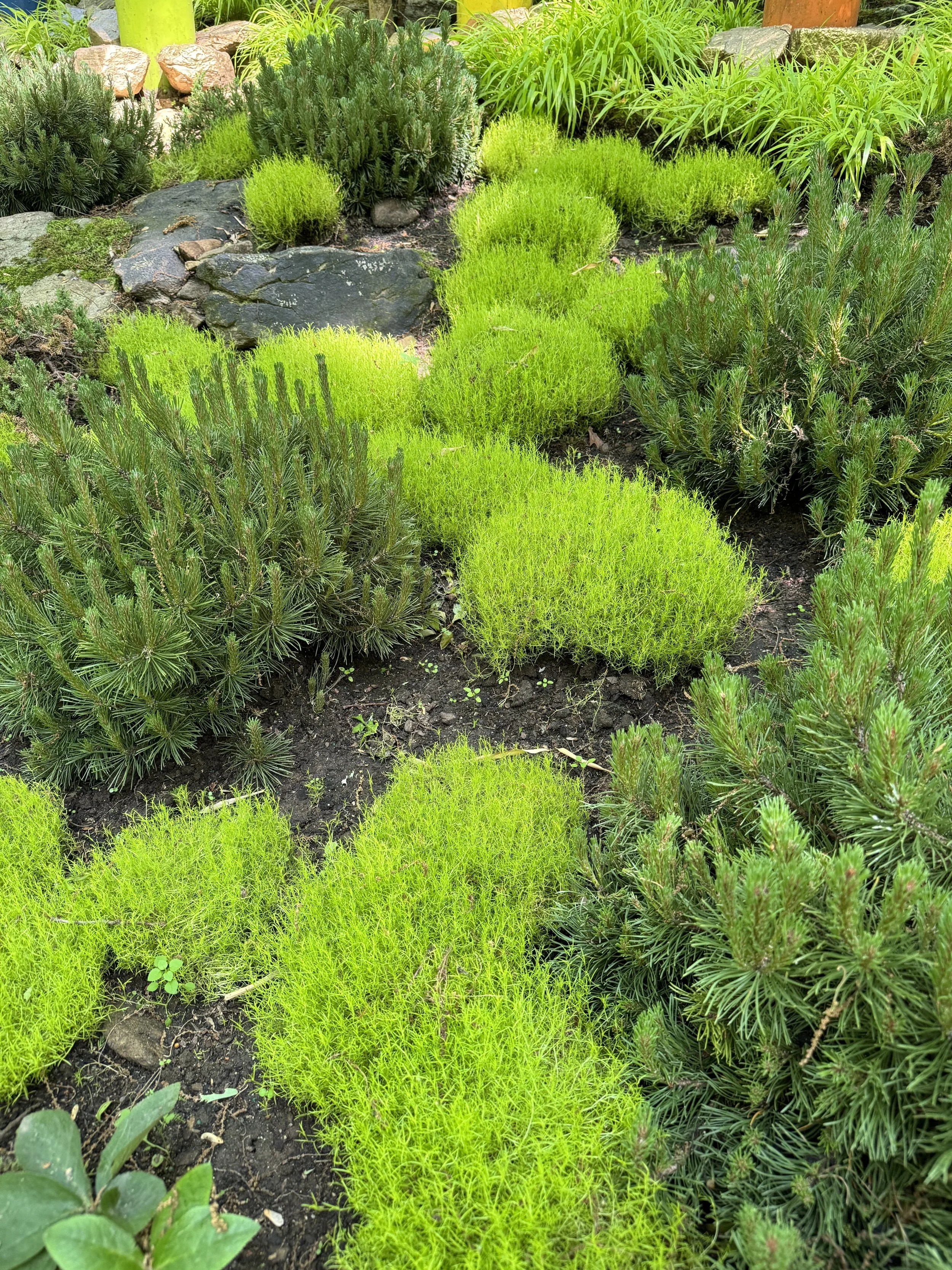 Scotch moss to brighten up a shady spot!