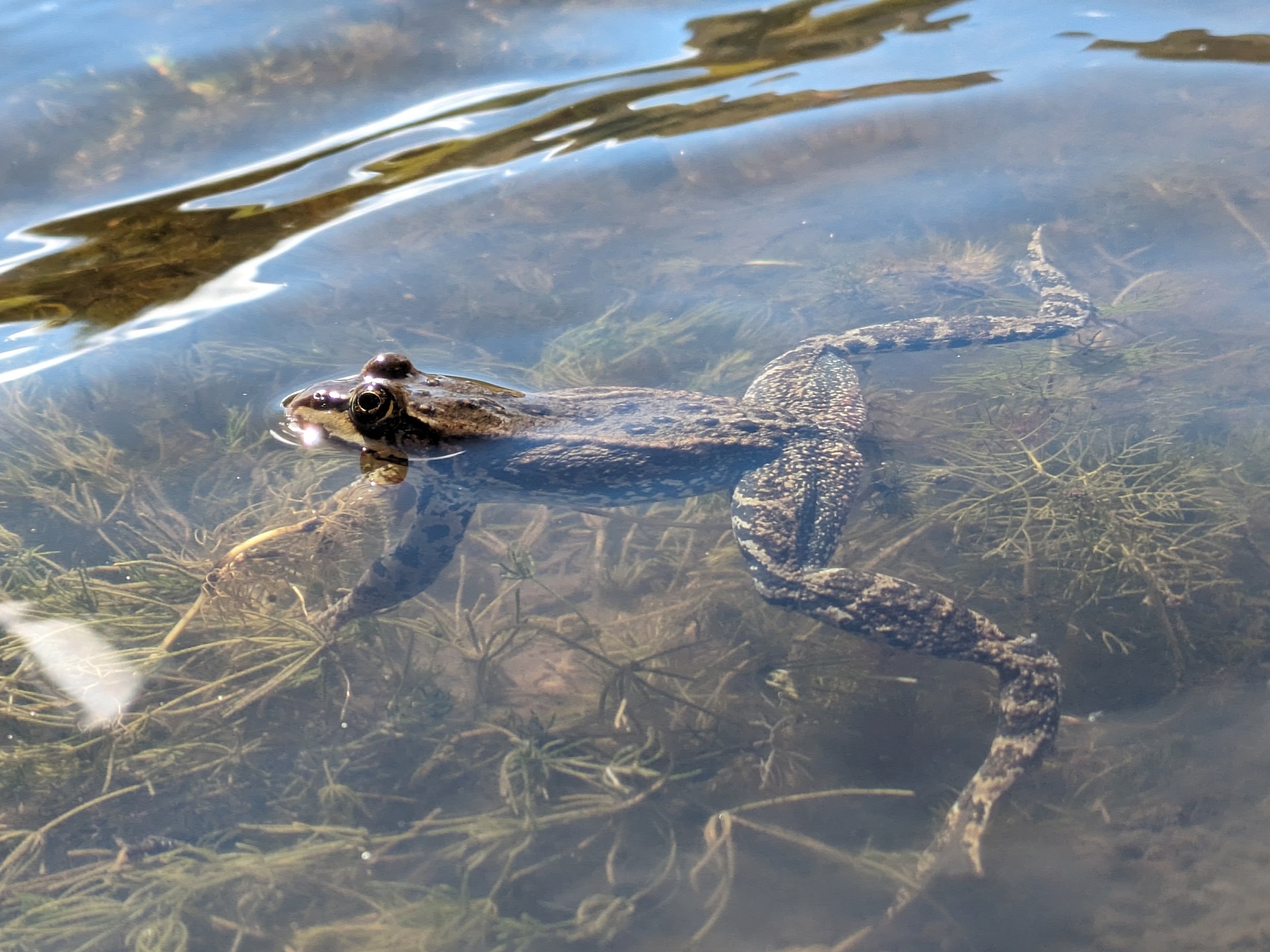 Evan - Columbia Spotted Frog - August 11.jpg