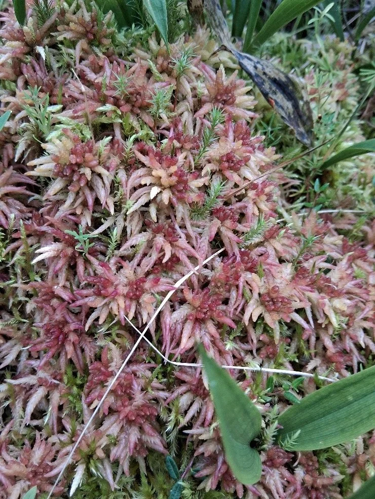 Weird Plant Wednesday: Strange Sphagnum