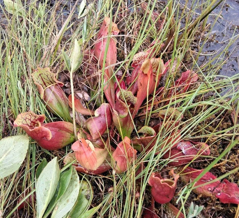 Weird Plant Wednesday: Curious Carnivores