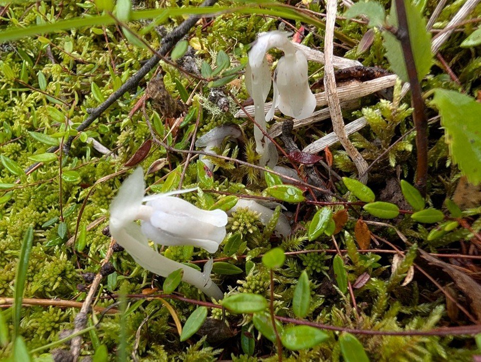 Weird Plant Wednesday: Peculiar Parasites