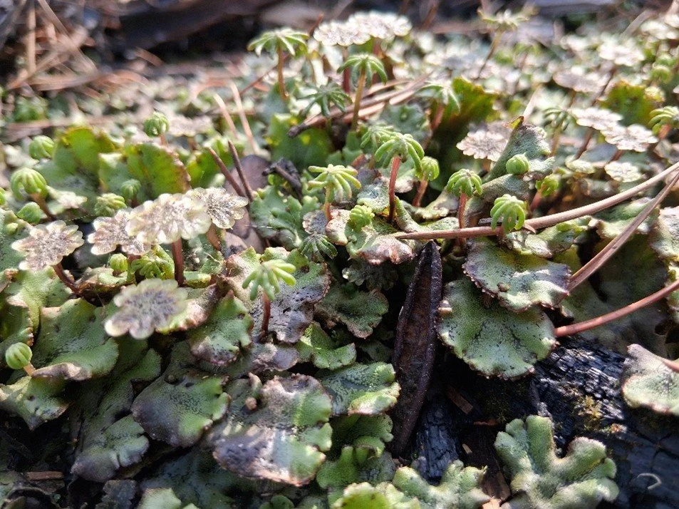 Weird Plant Wednesday: Overlooked Liverworts