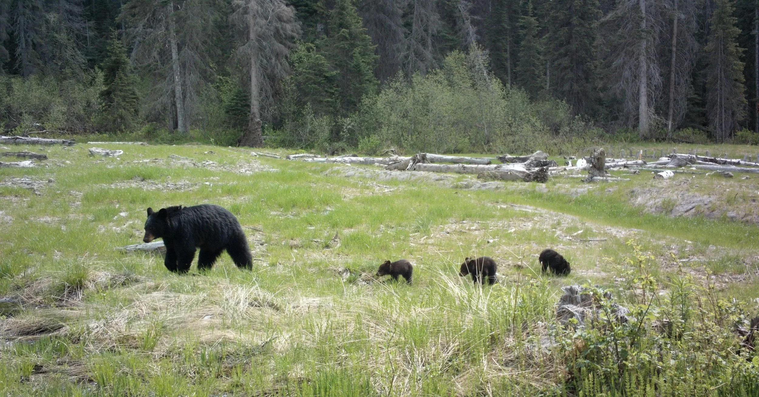From Bear Dens to Boardroom