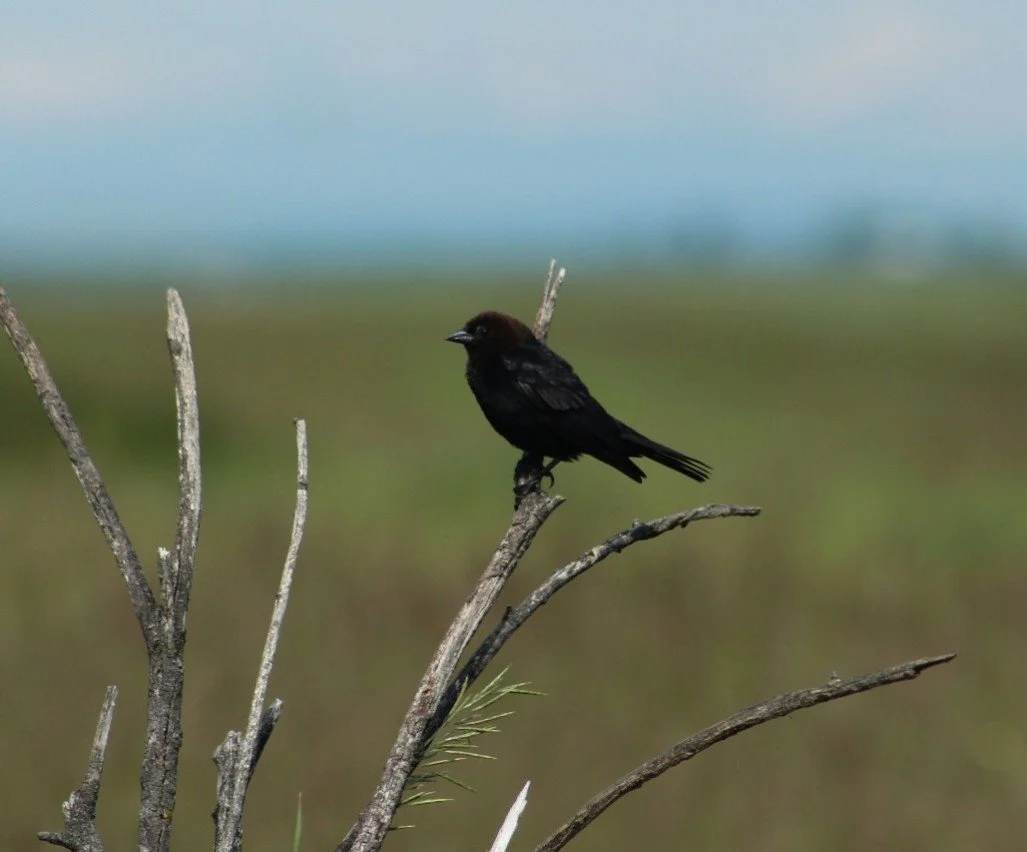 The Bison-Bird: Rethinking the Cowbird's Reputation