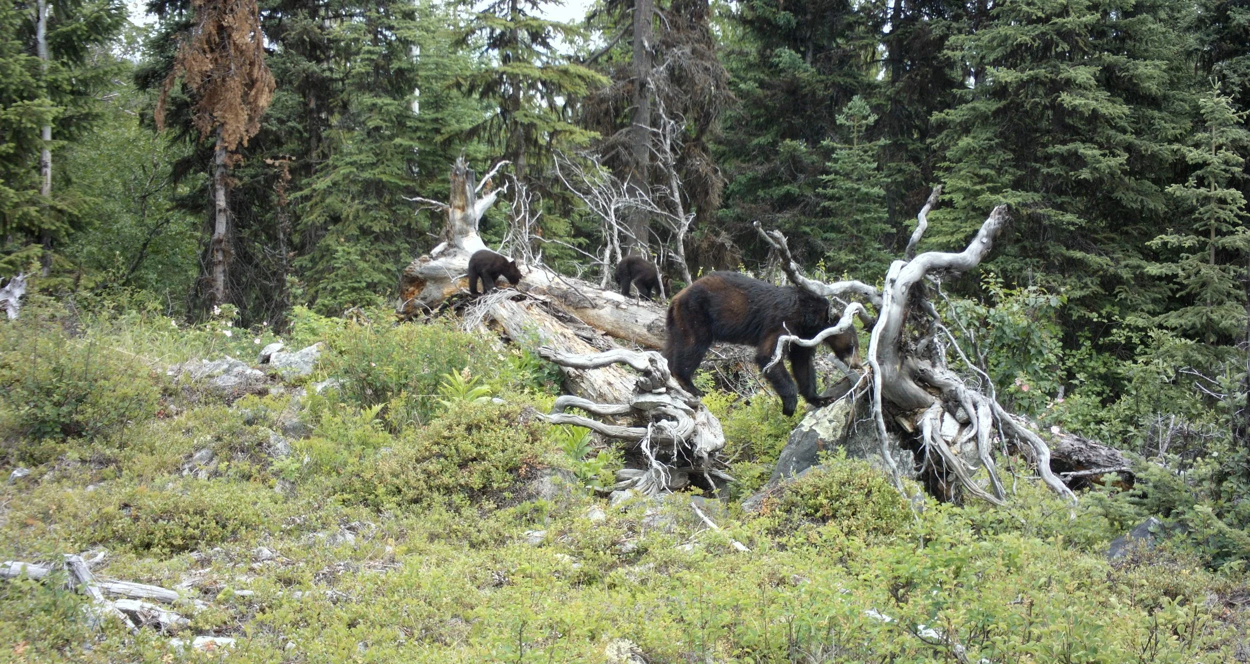 From Bear Dens to Boardrooms