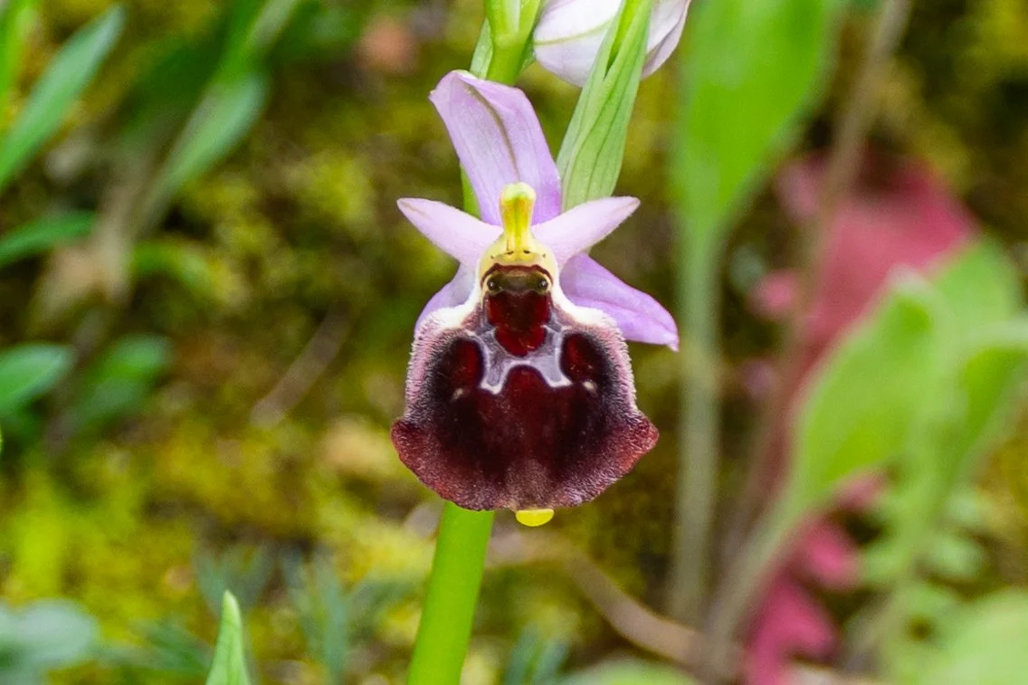 05-06-2024 GITA CAI BUONVICINO (16).jpg