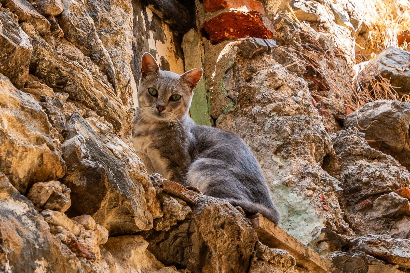 DSC_4350.jpg