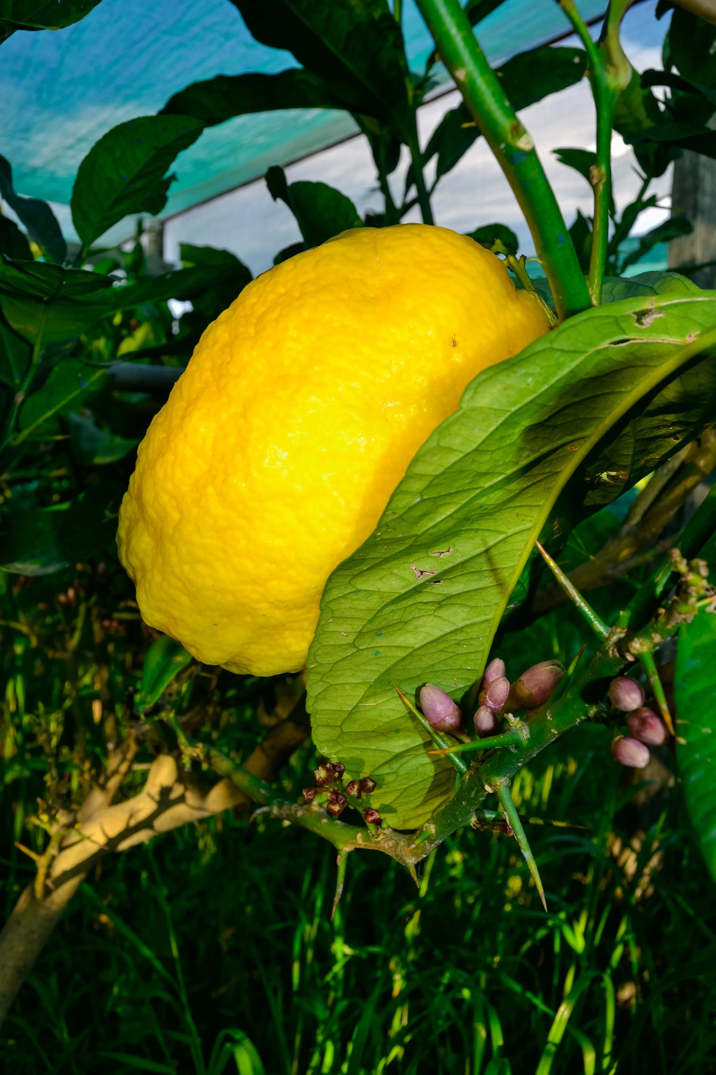27-04-2012 MAMMA PIANTE (22).jpg
