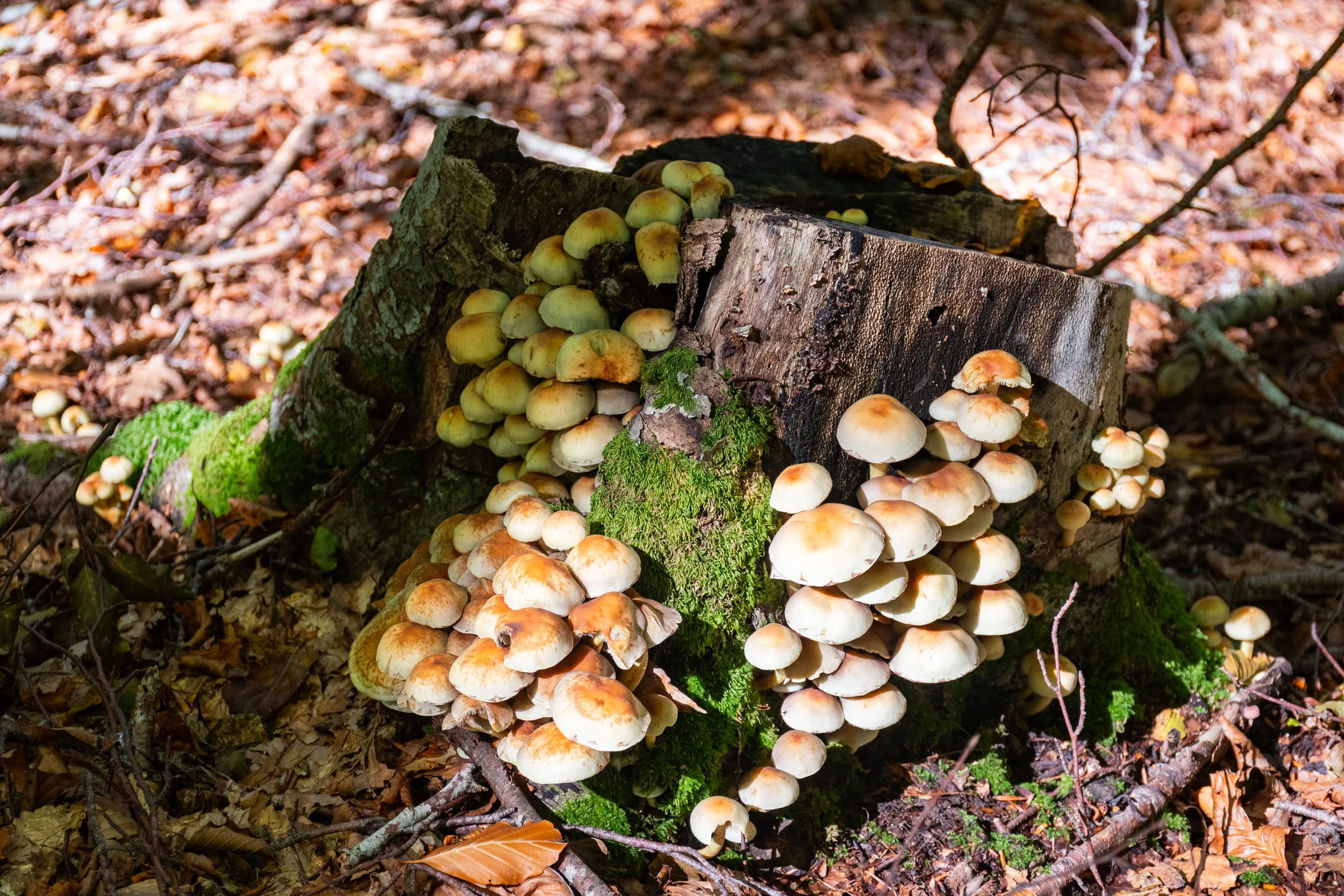 DSC_5059.jpg