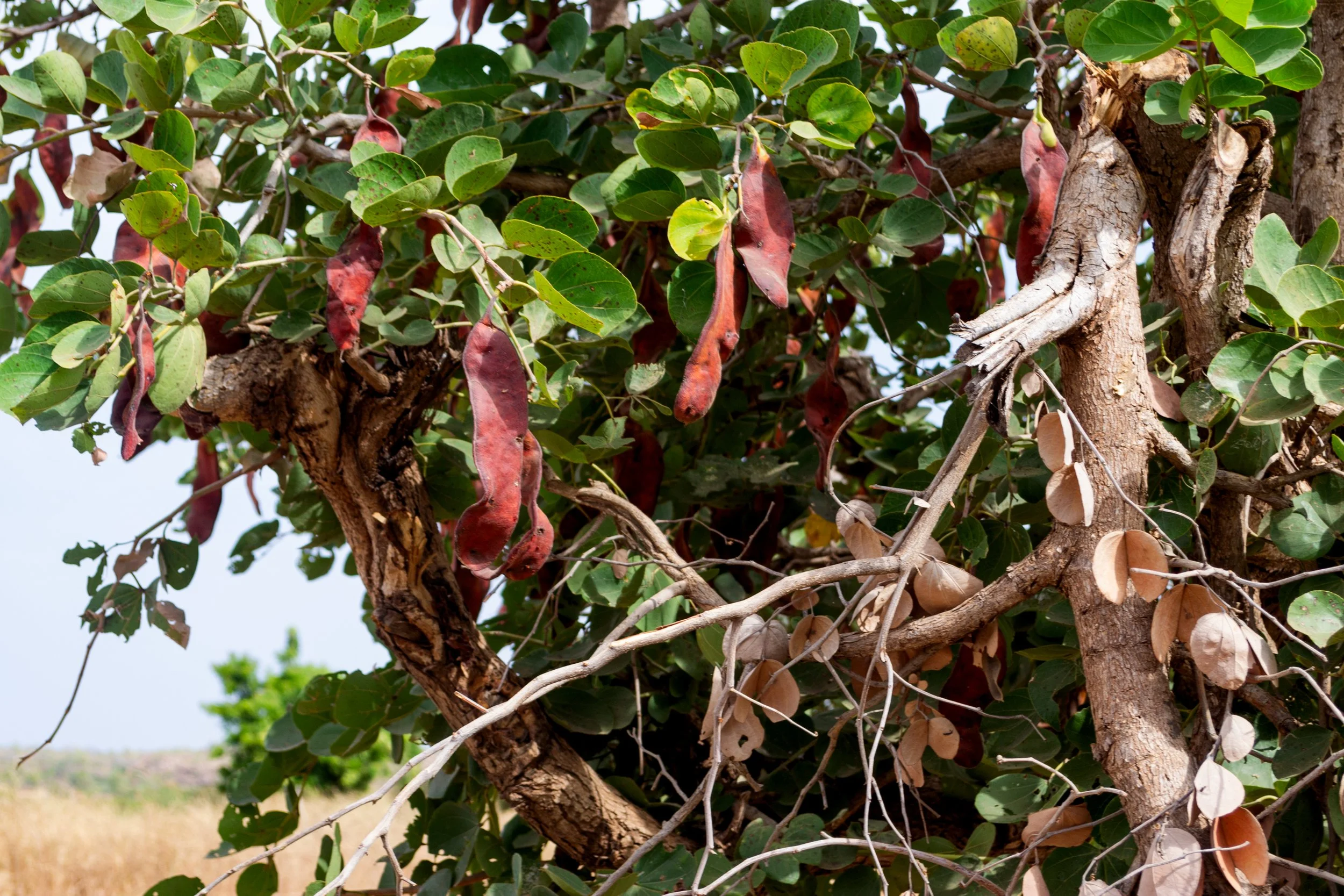 10-01-2014 KAYES BAMAKO VIAGGIO RITORNO (50).jpg