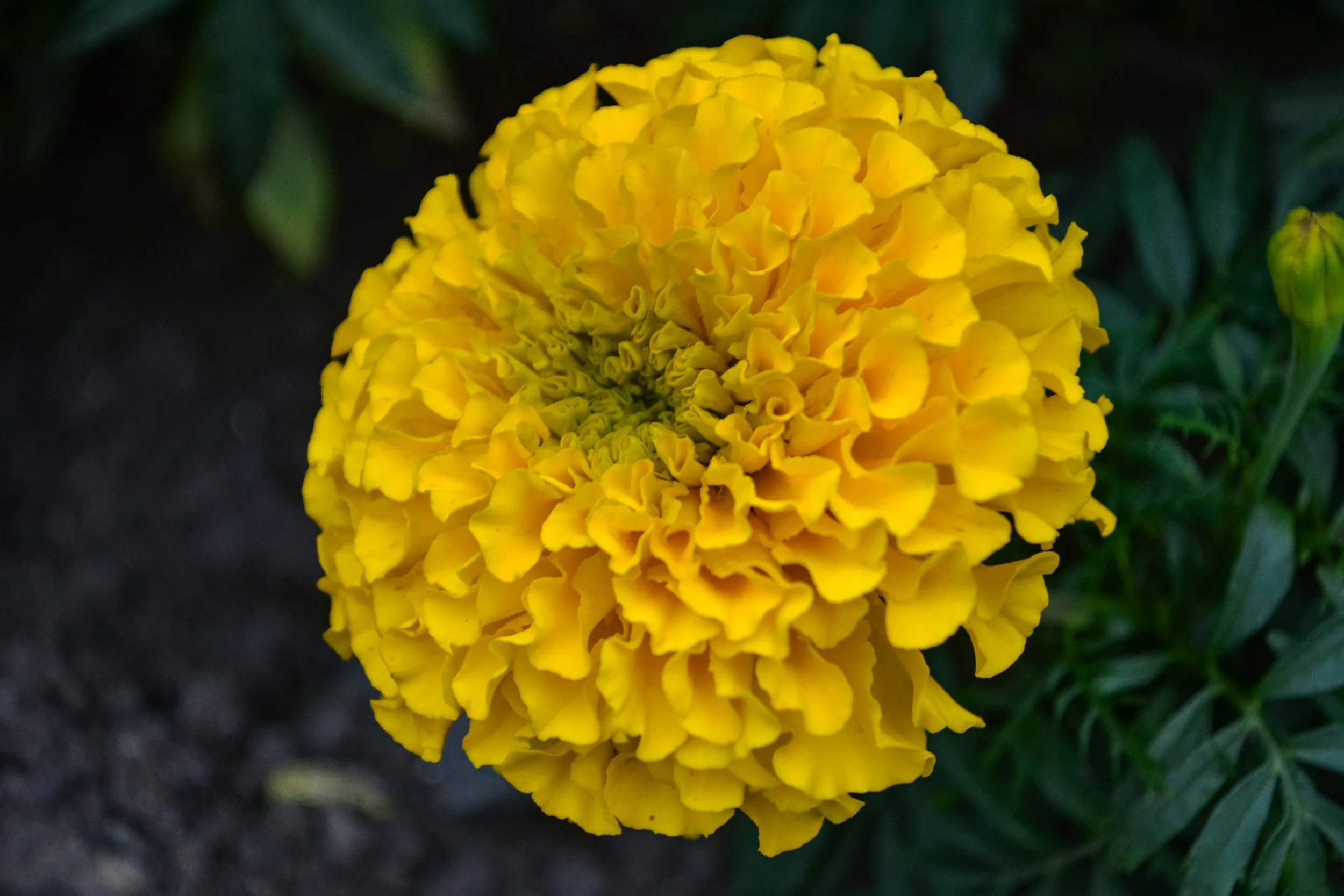 DSC_0781.jpg