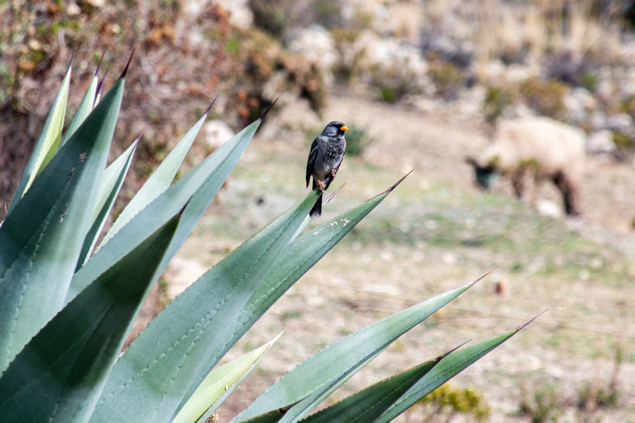 DSC_1527.jpg