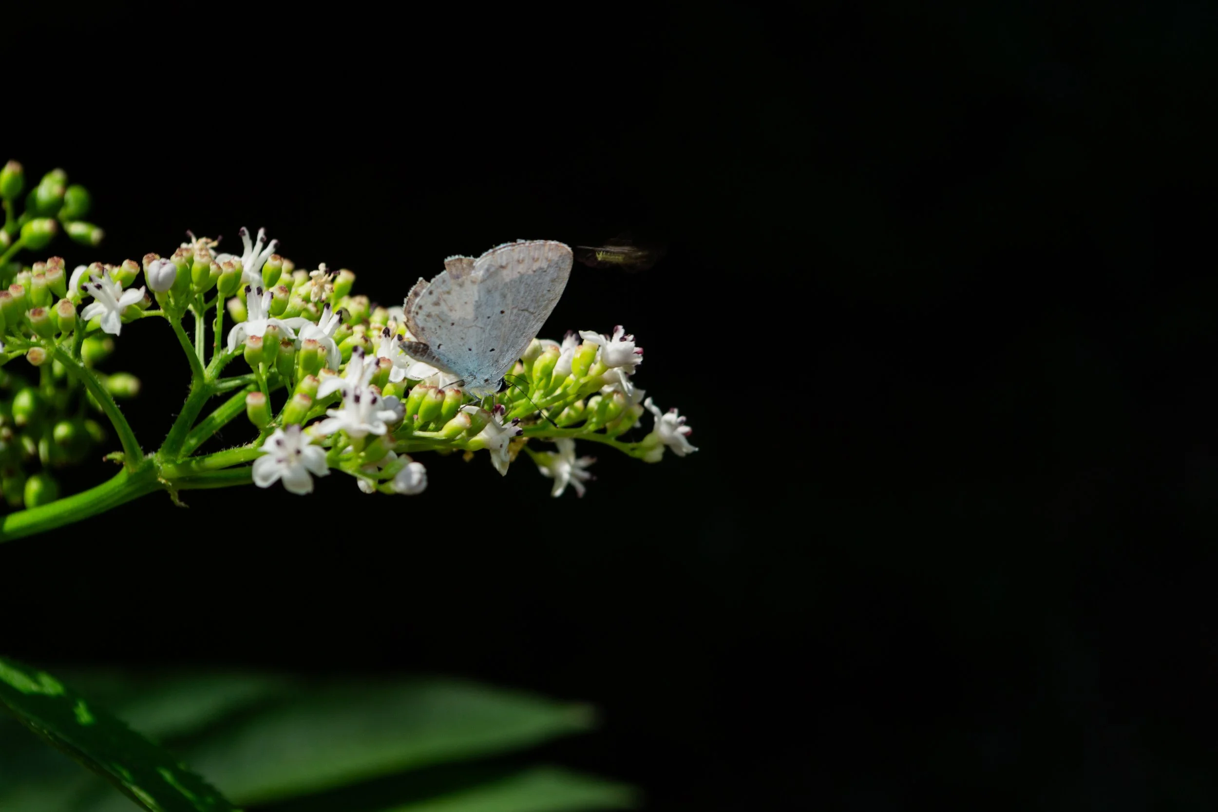 07-08-17 COZZO PELLEGRINO CON VALERIO (22).jpg