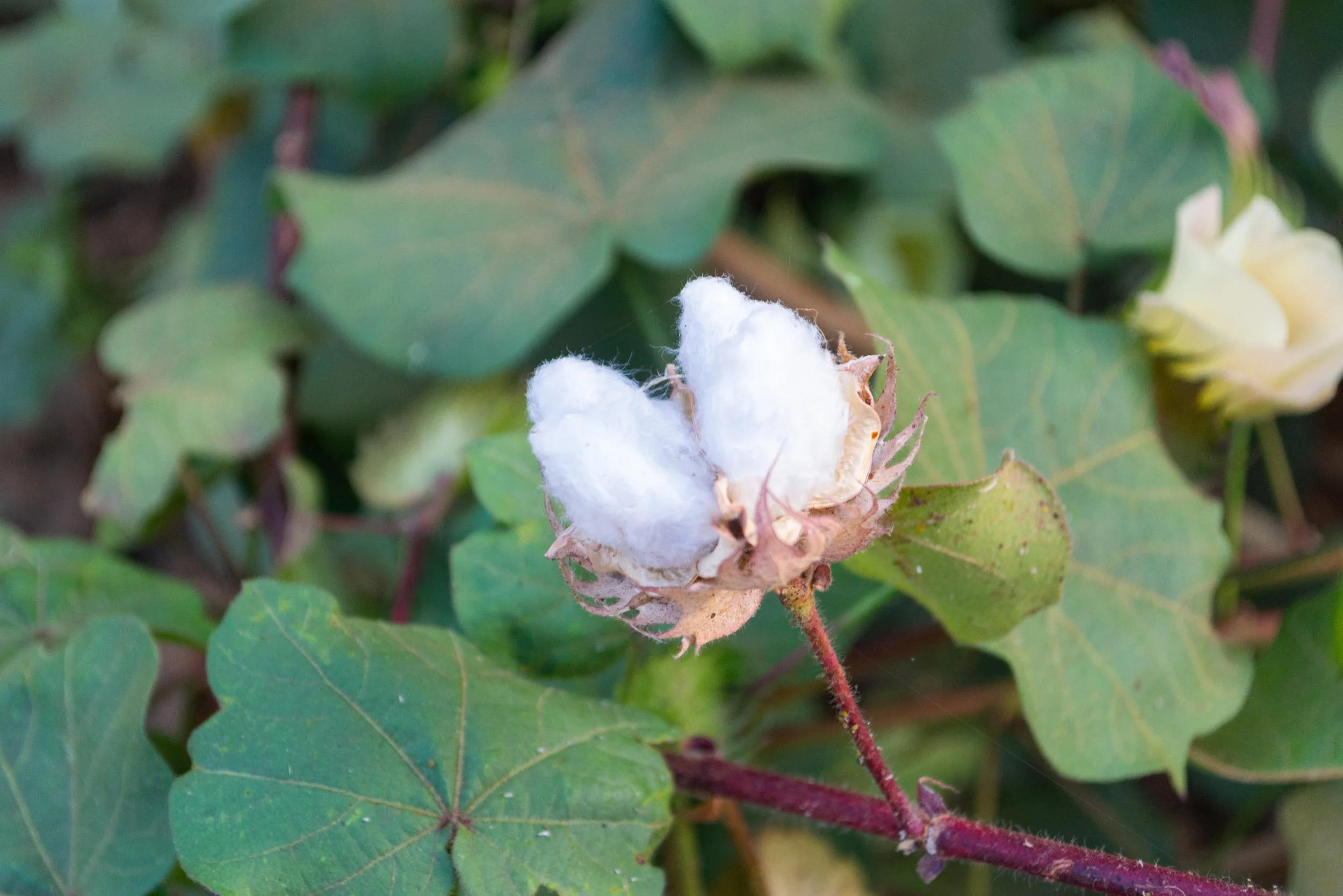 08_09-01-2014 KAYES FARM (144).jpg