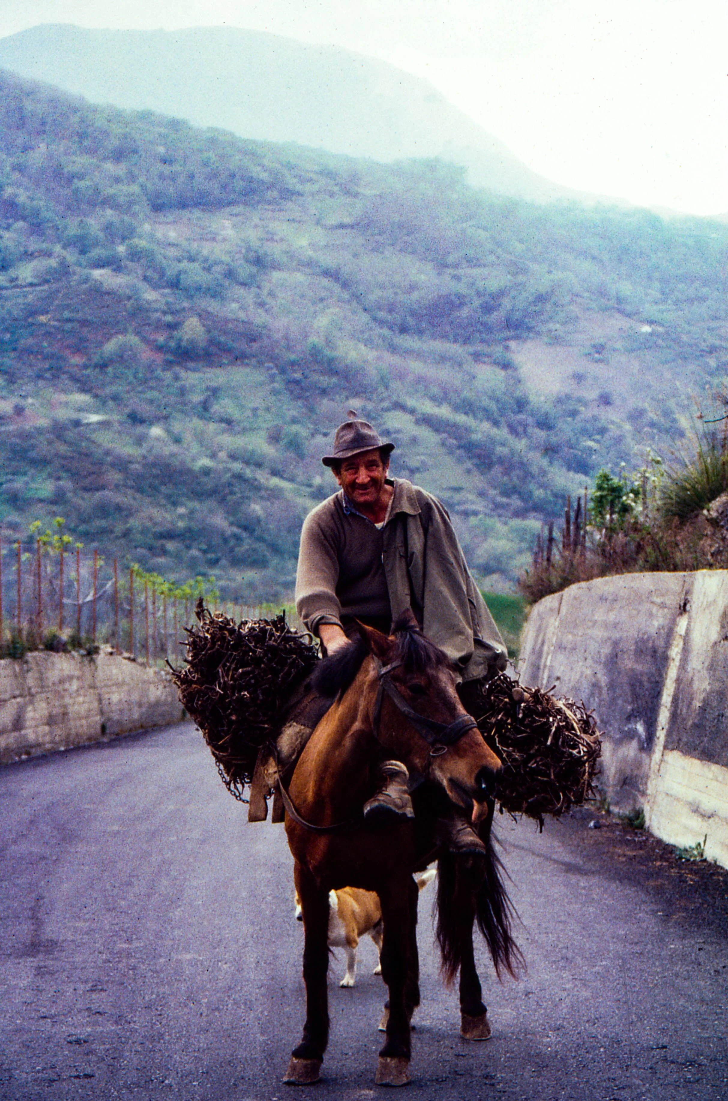 DONKEY VERBICARO.jpg