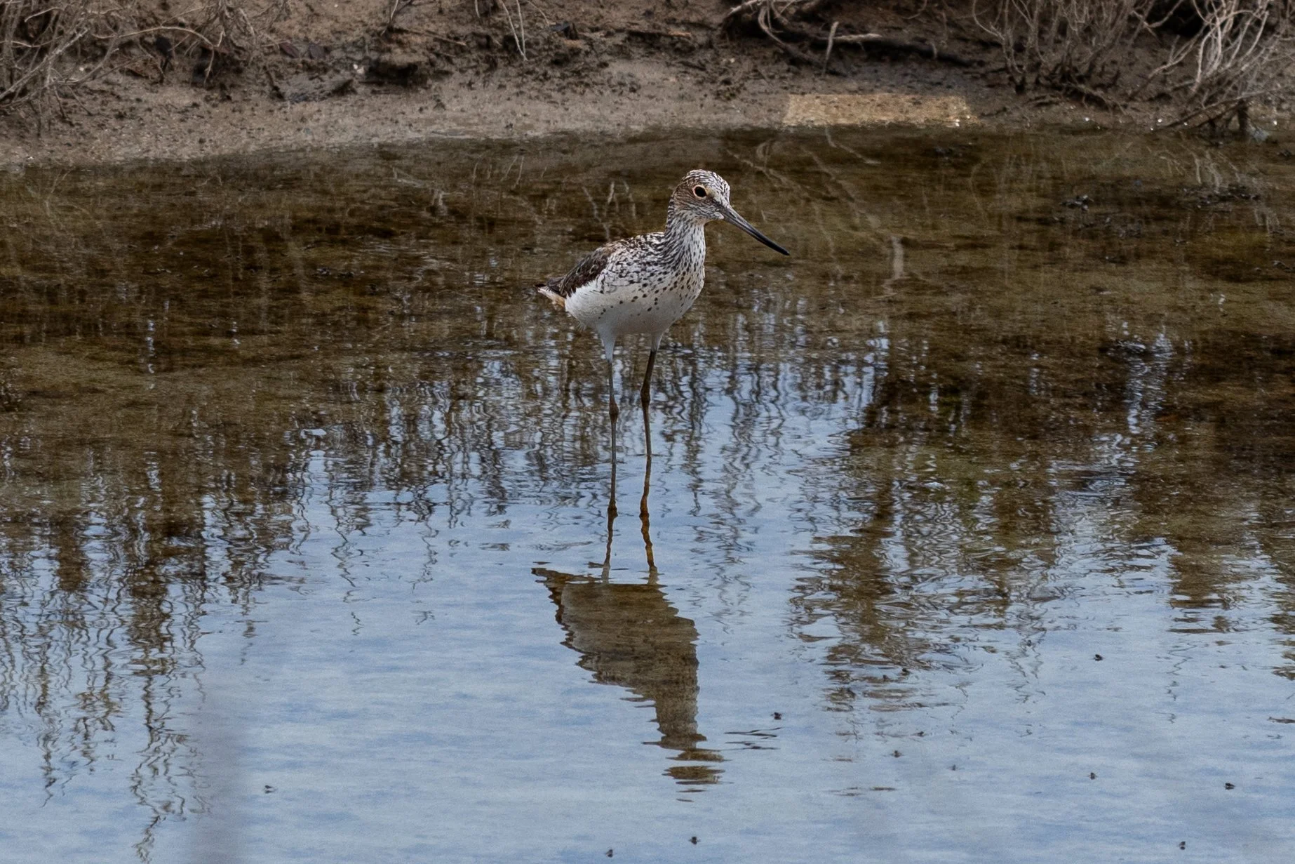 6to10-05-2025 CARLOFORTE ISLAND SARDINIA (458).jpg