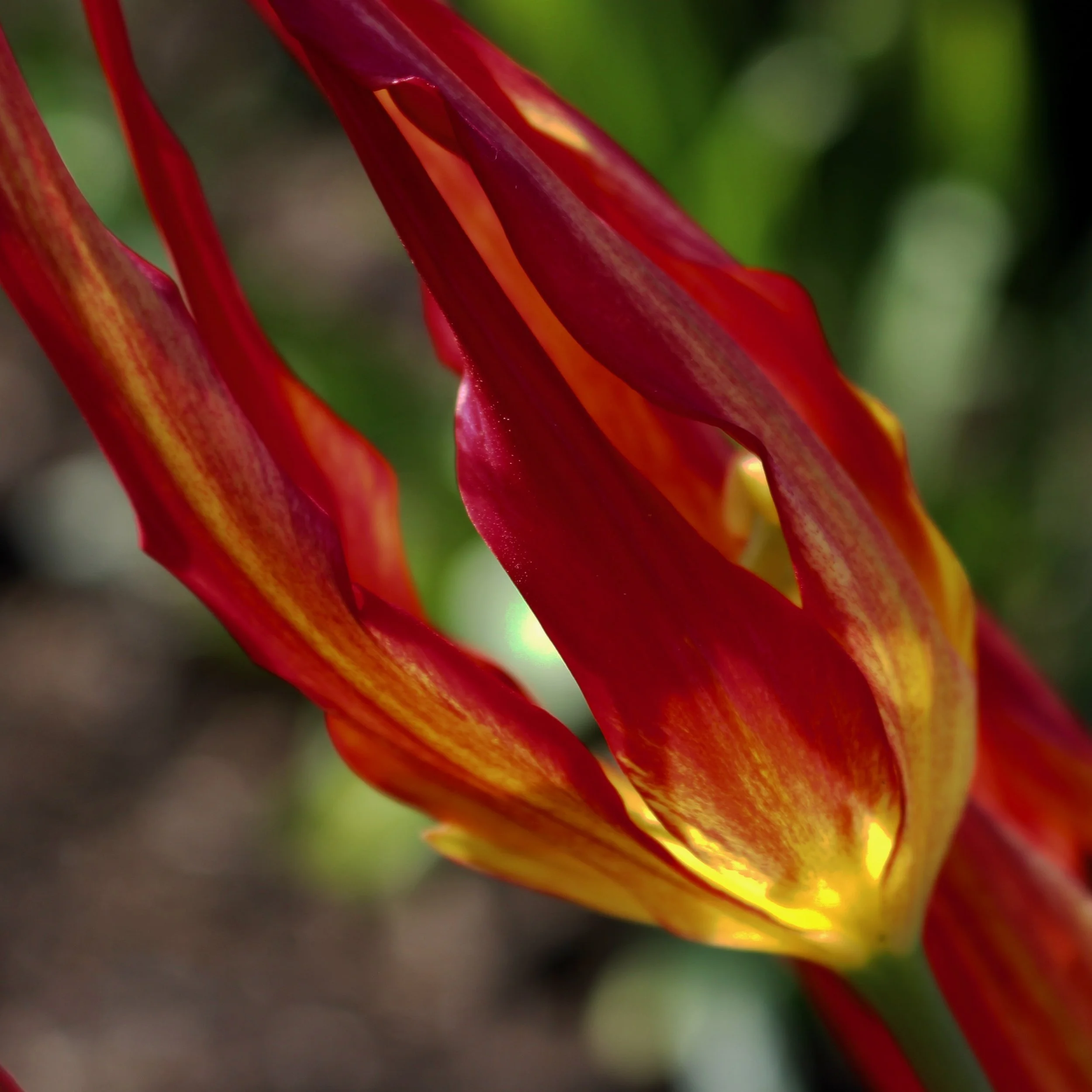 exotic red and yellow tulip close-up hyde hall essex beautiful curved petals