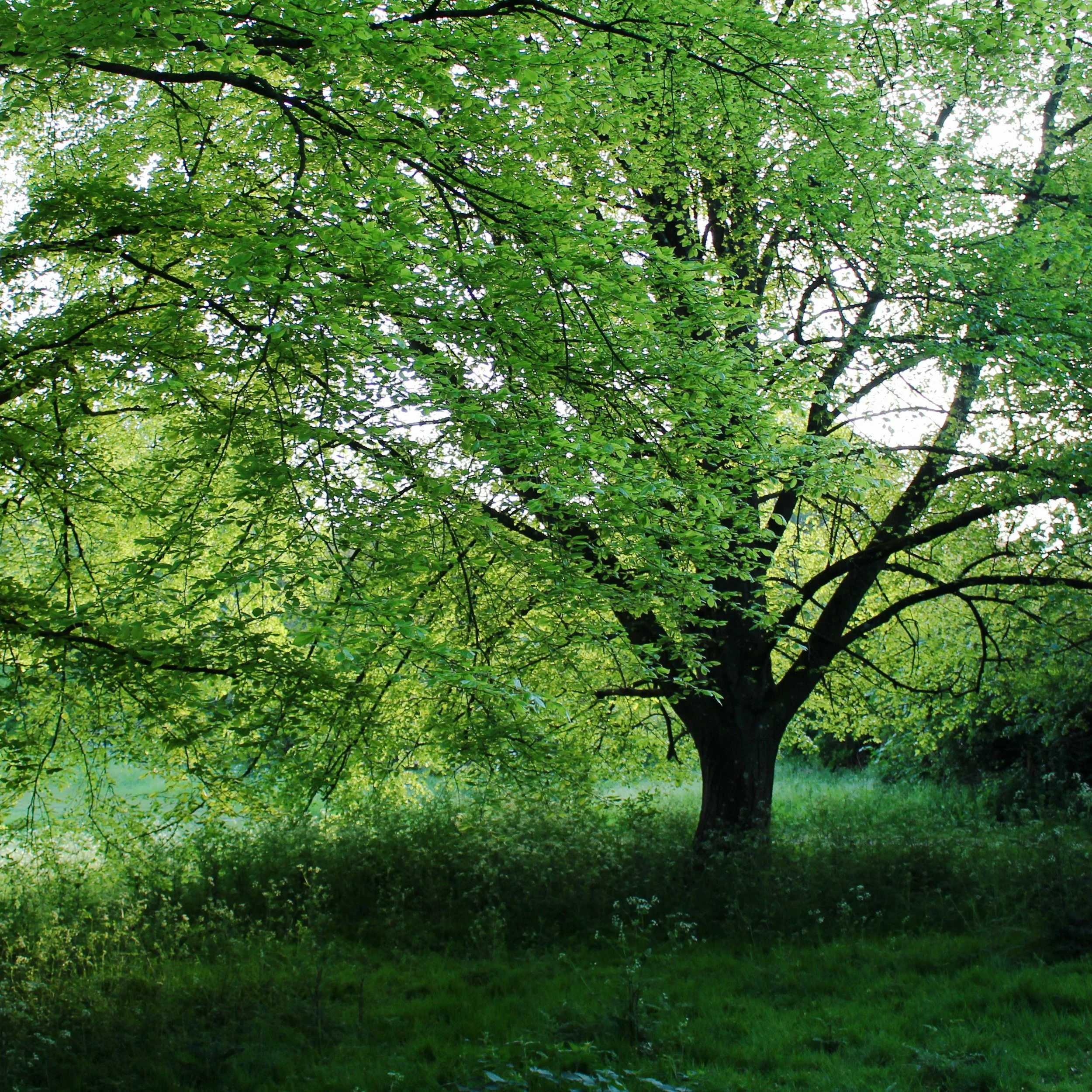 tree in stanmer brighton early summer green wild