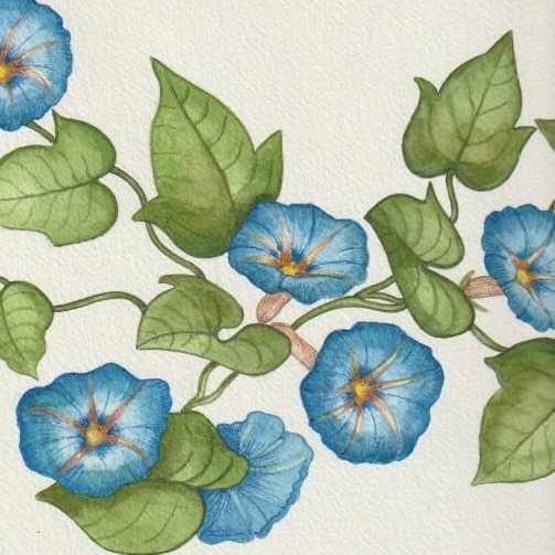 Morning Glory printed card