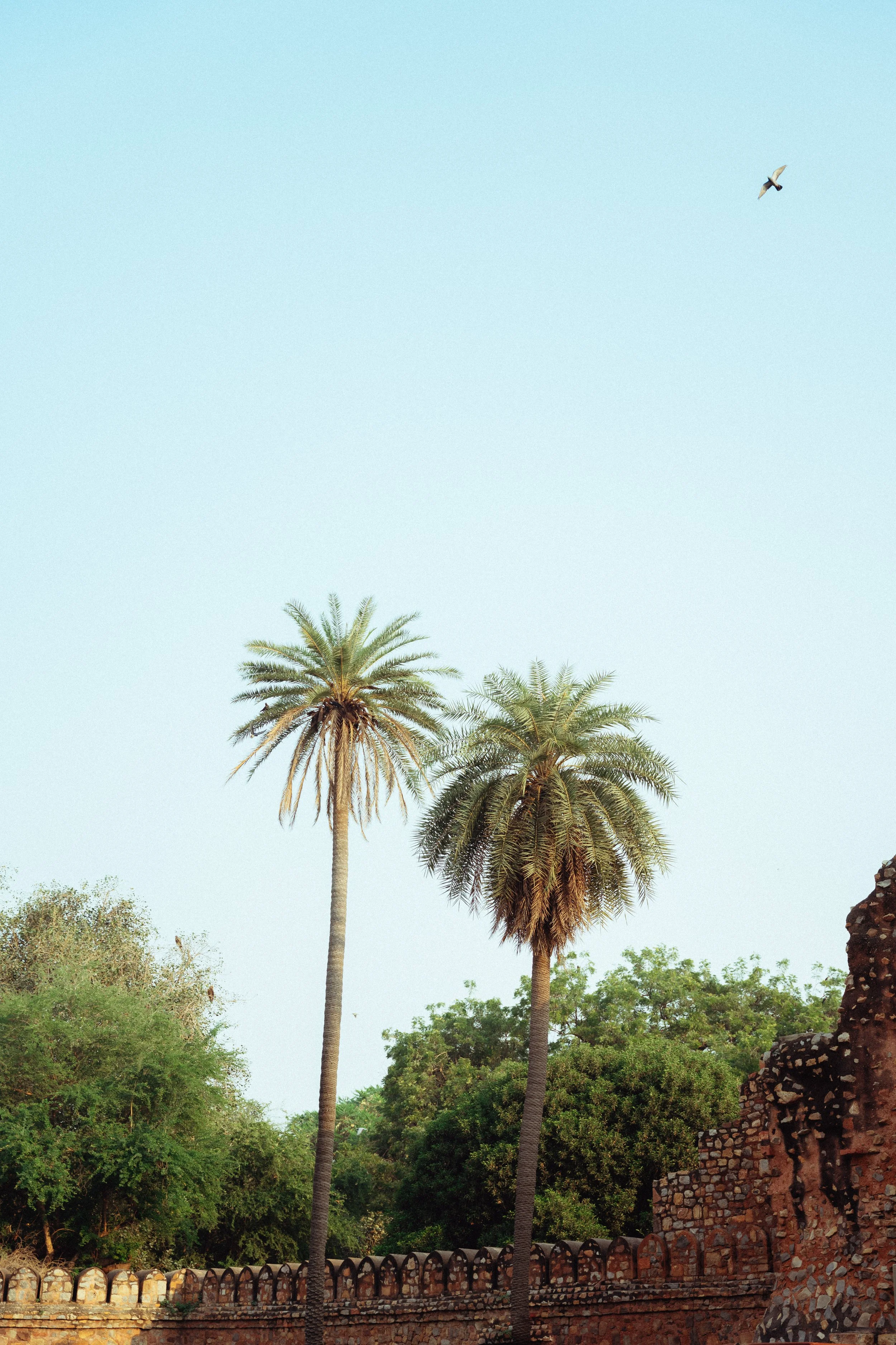 Zwei Palmen vor einem alten Backsteingebäude, im Himmel fliegt ein Vogel.