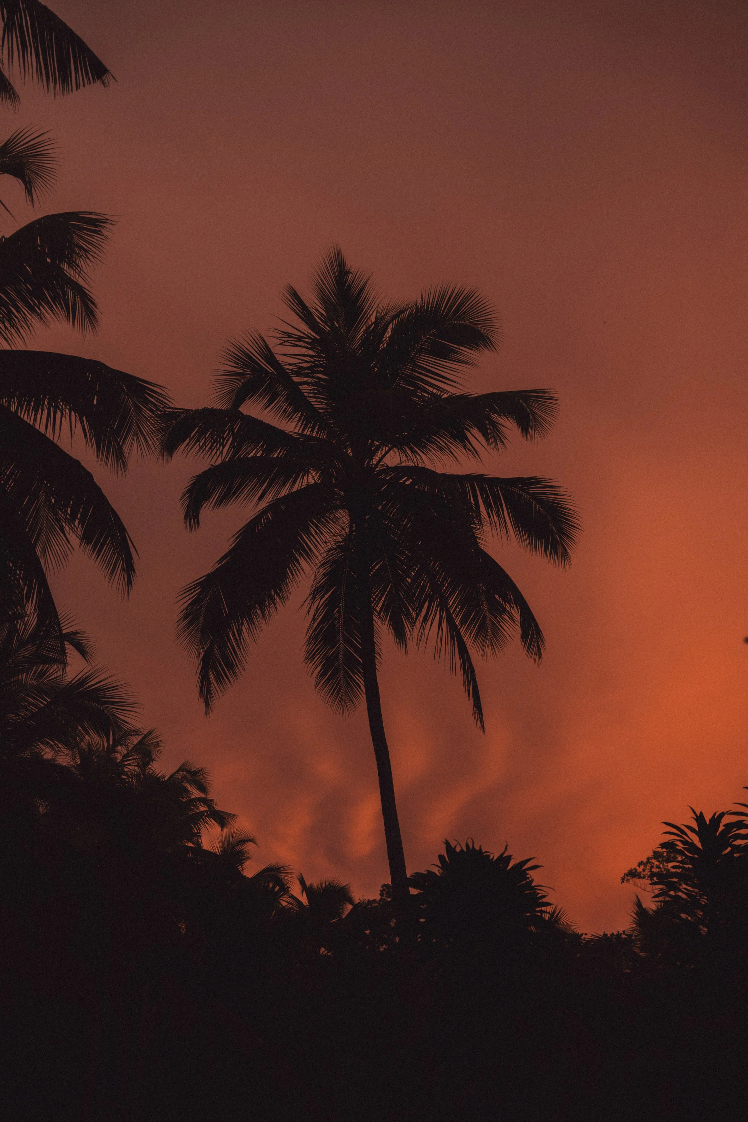 Silhouette einer Palme gegen einen orangefarbenen Sonnenuntergangshimmel