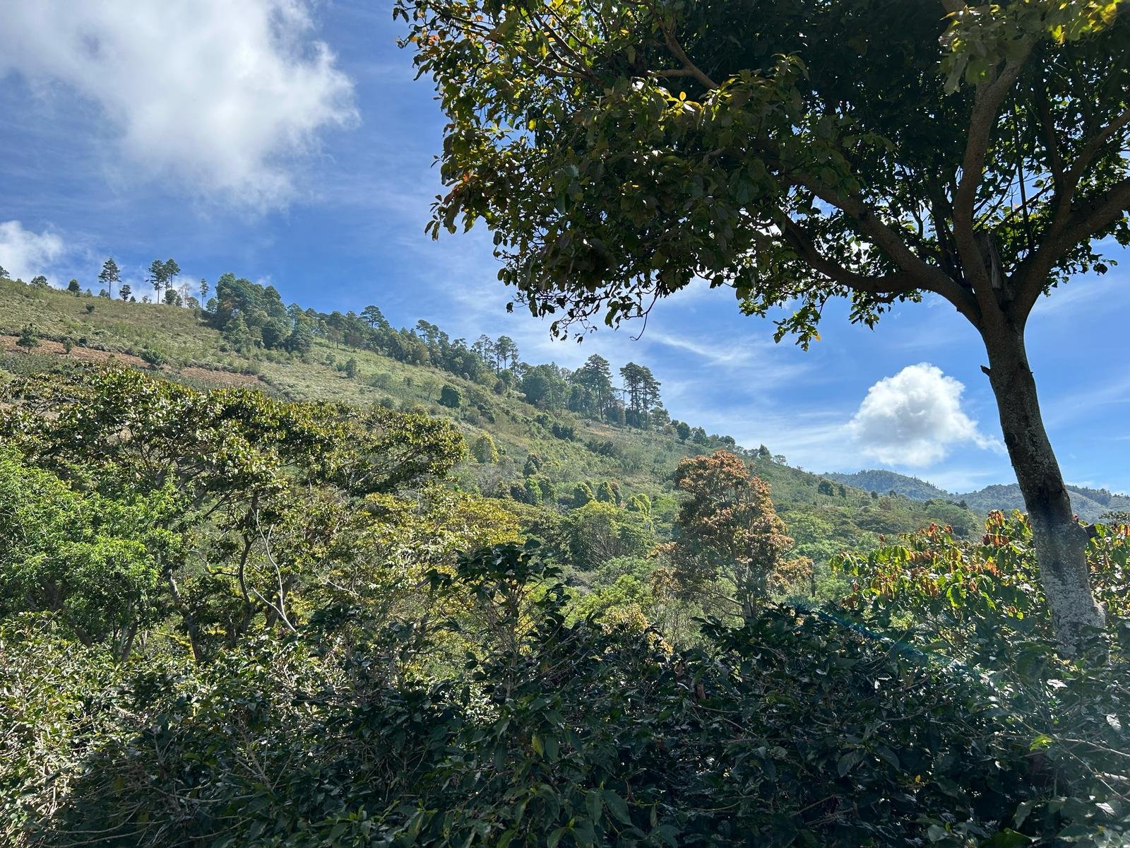 Mirador (4).jpeg