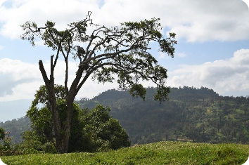 arbegona paysage.png