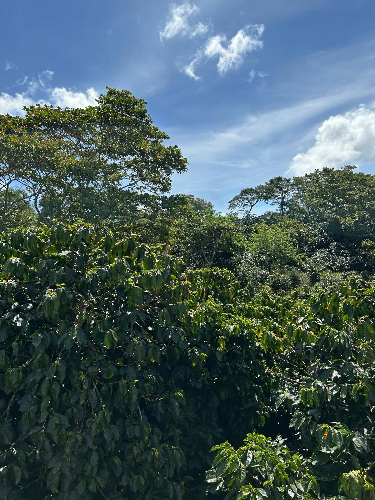 Mirador (3).jpeg
