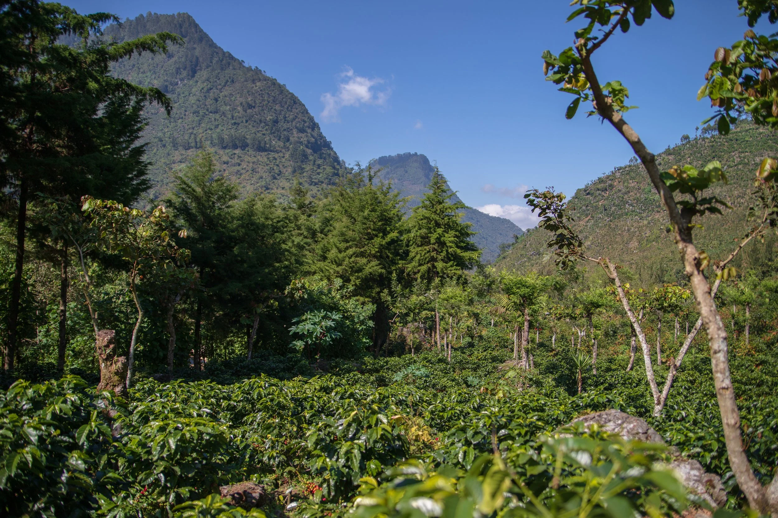 Copy of Copy of 58 VIDES COFFEE-383 (1).jpg