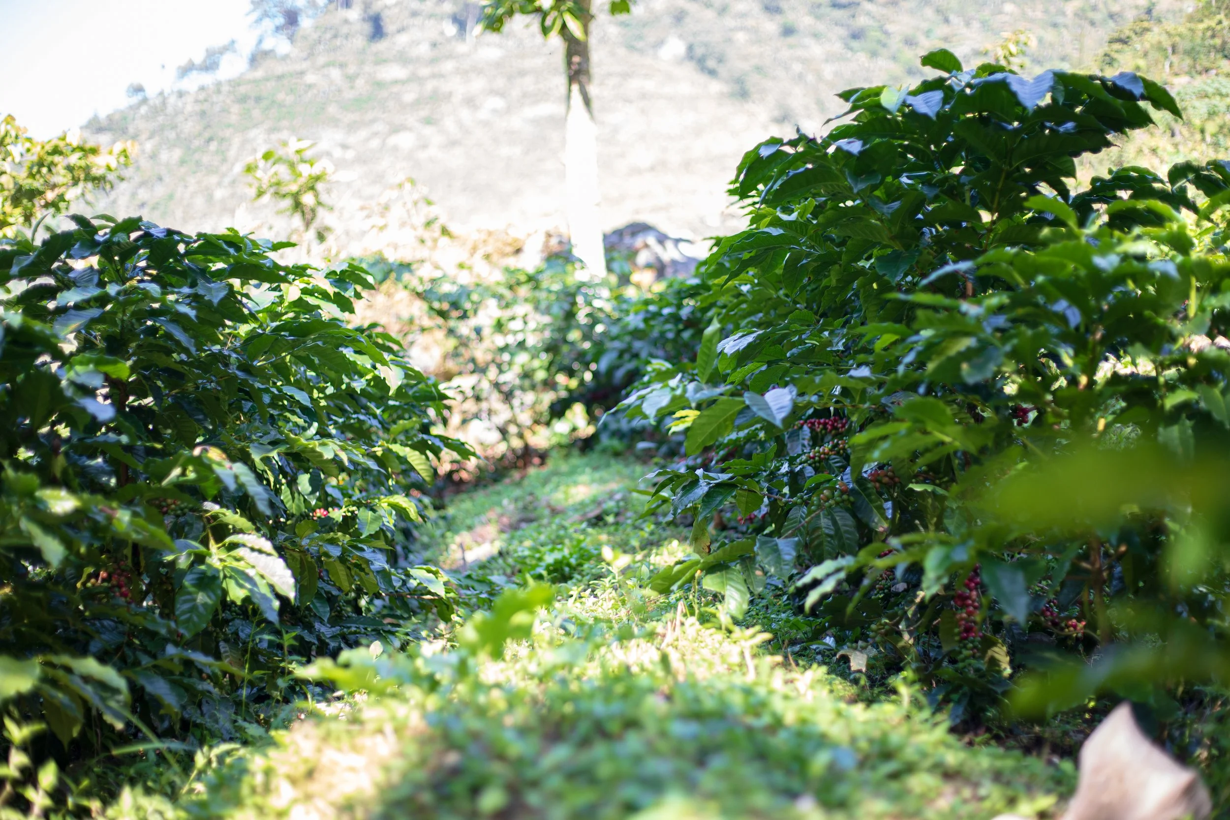 Copy of 58 VIDES COFFEE-388 (1).jpg