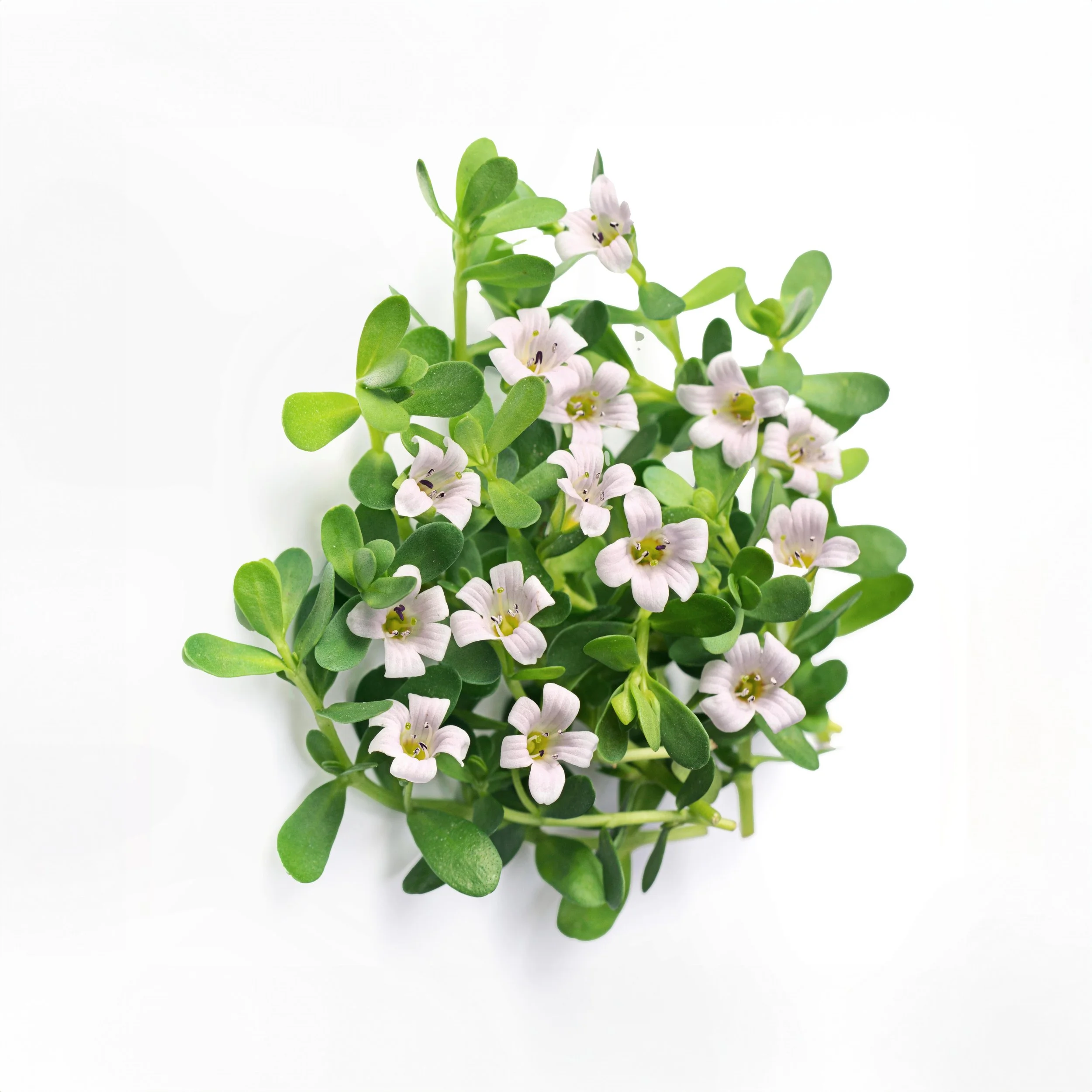 Wider Crop Bacopa fresh edit 5 copy.jpg