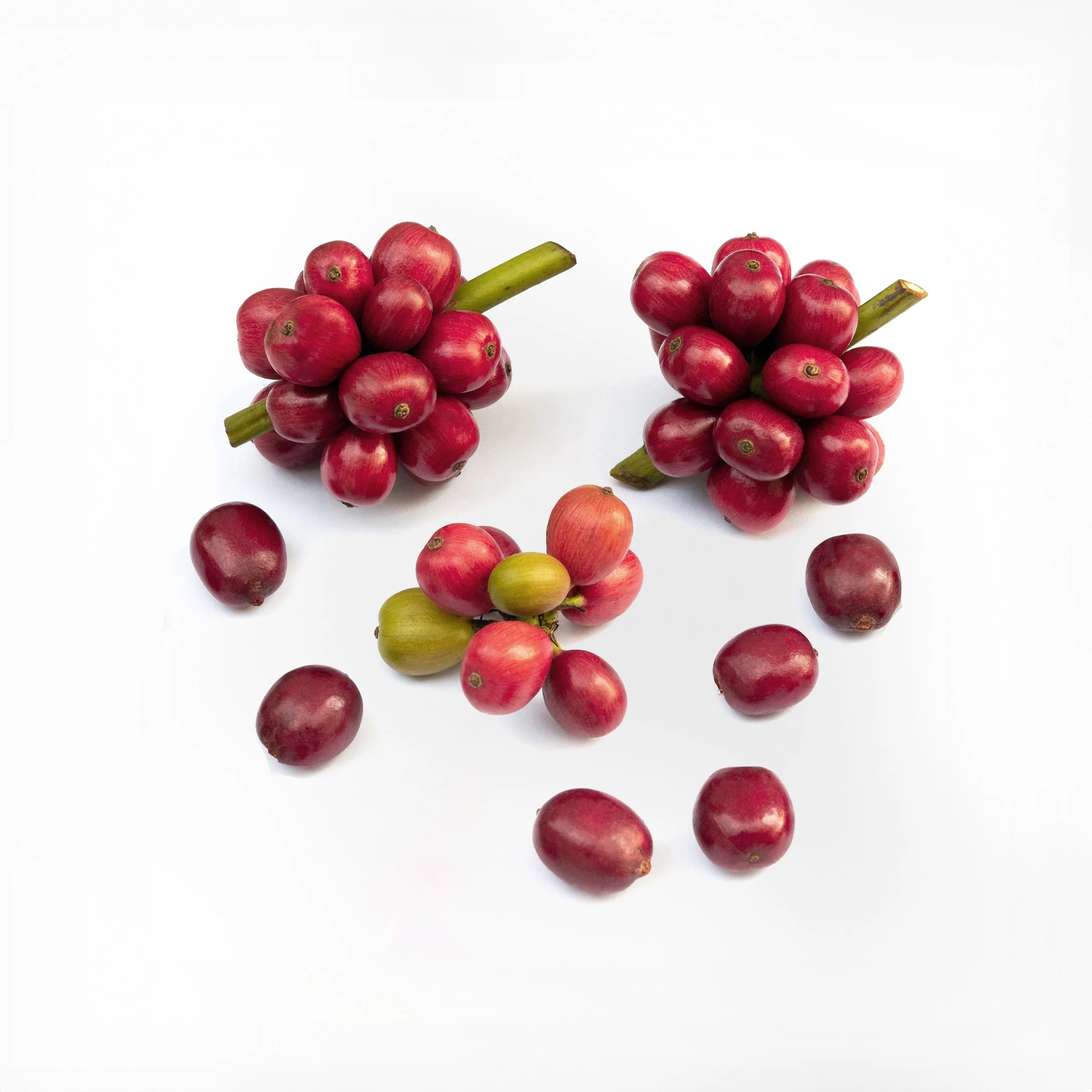 4 Fresh Coffee Fruit 2 copy.jpg