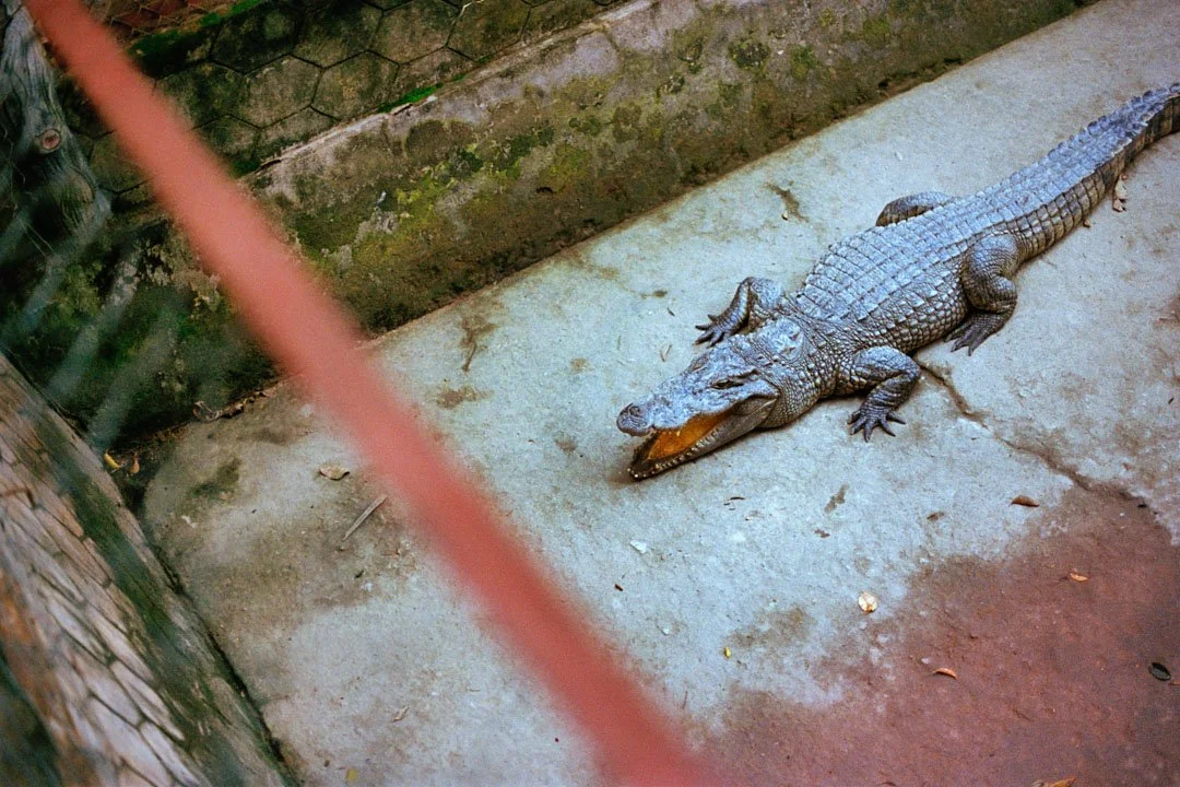 le crocodile, vietnam, film couleur voyage asie