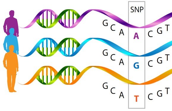 Understanding Polygenic Risk Scores for Advanced Precision Prevention