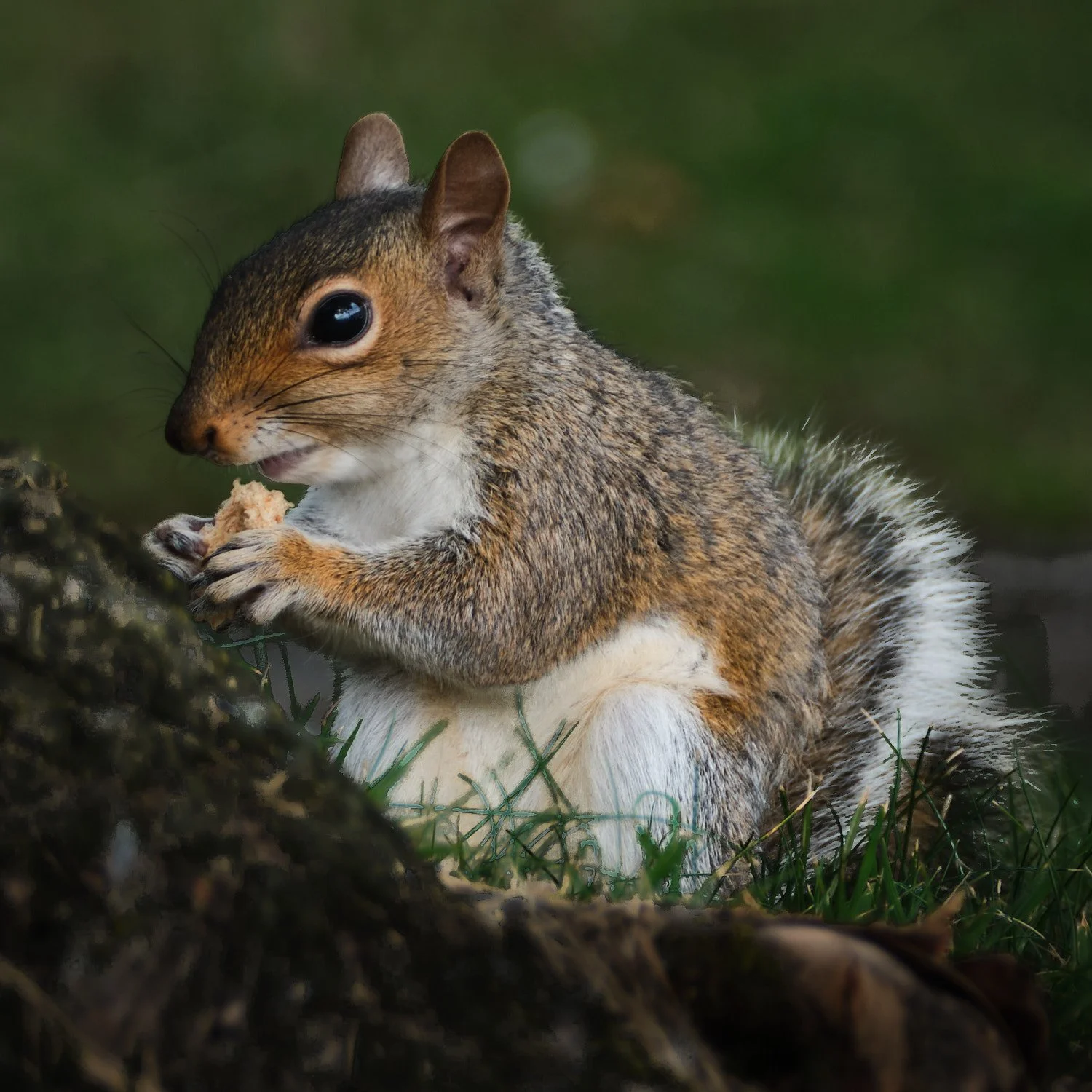 Grey Squirrel